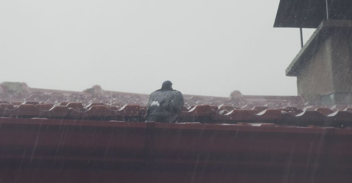 雨中的屋顶上,鸽子正在筑巢 · 免费素材视频