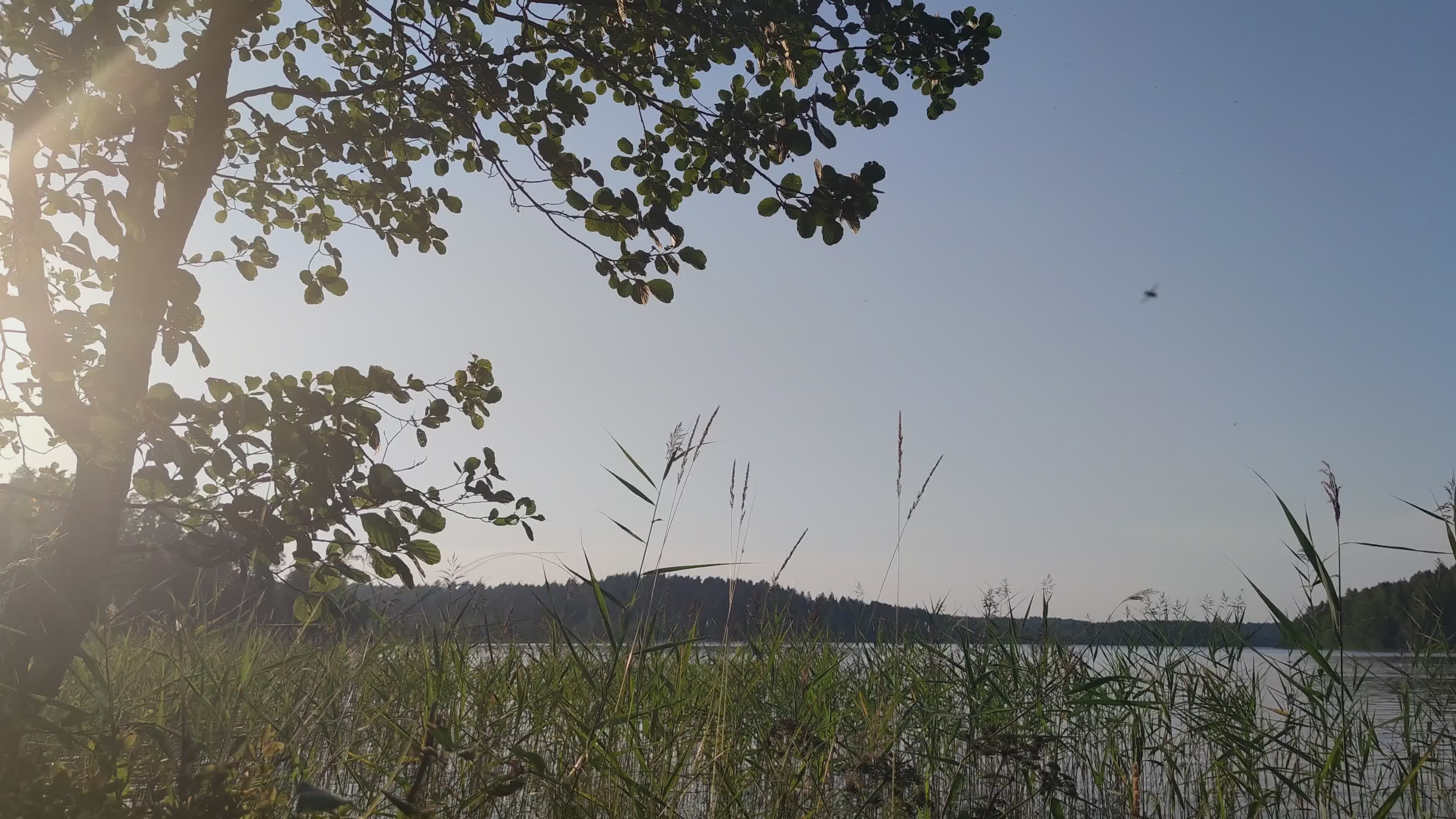 Video by Andrew Swarga