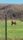 cows