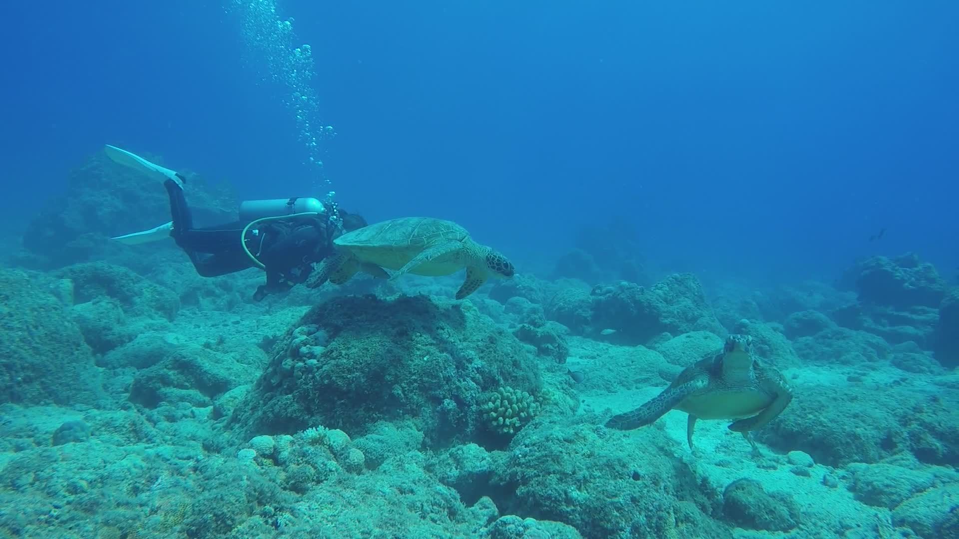 Scuba Diver and Sea Turtles Underwater Adventure Free Stock Video ...
