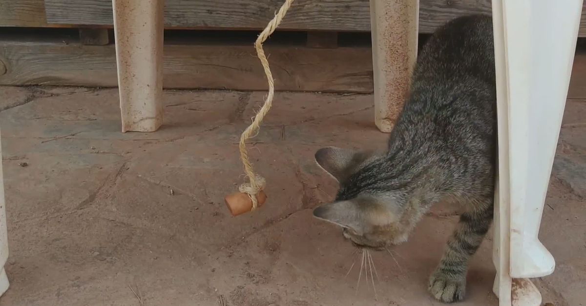 Cat Attack String Playful Tabby Cat Chasing String Indoors Free Stock Video Footage ...