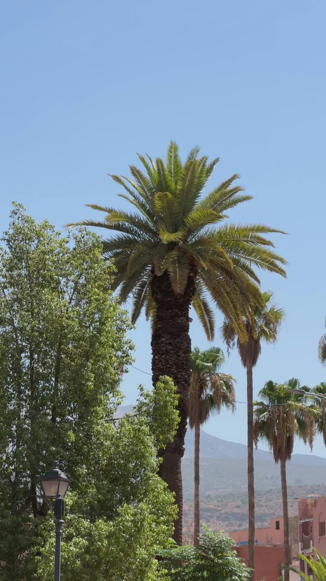 Video by Earth Photart