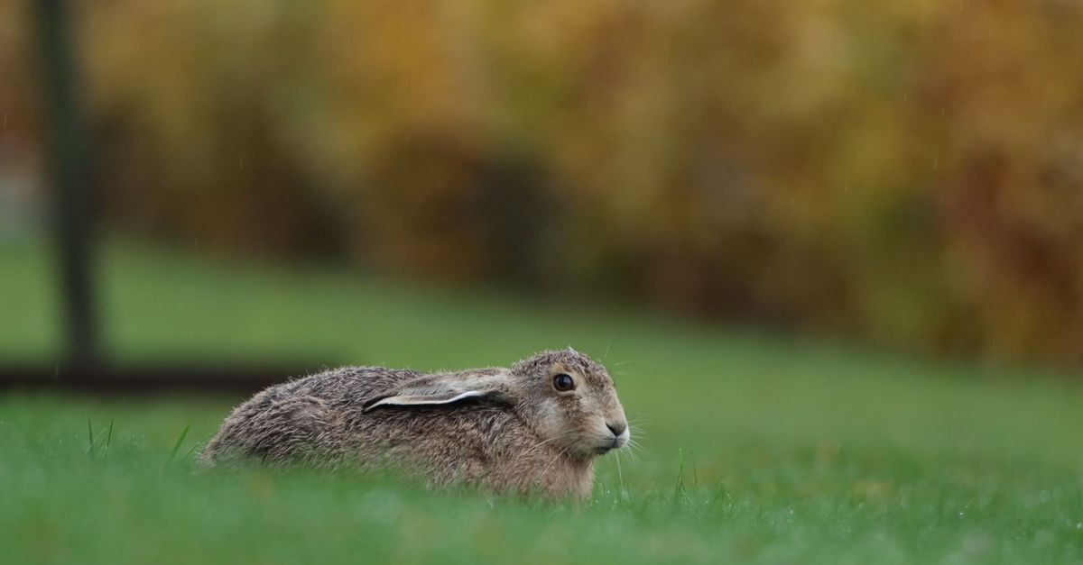 Wild Rabbit in Swedish Nature During Rain Free Stock Video Footage ...