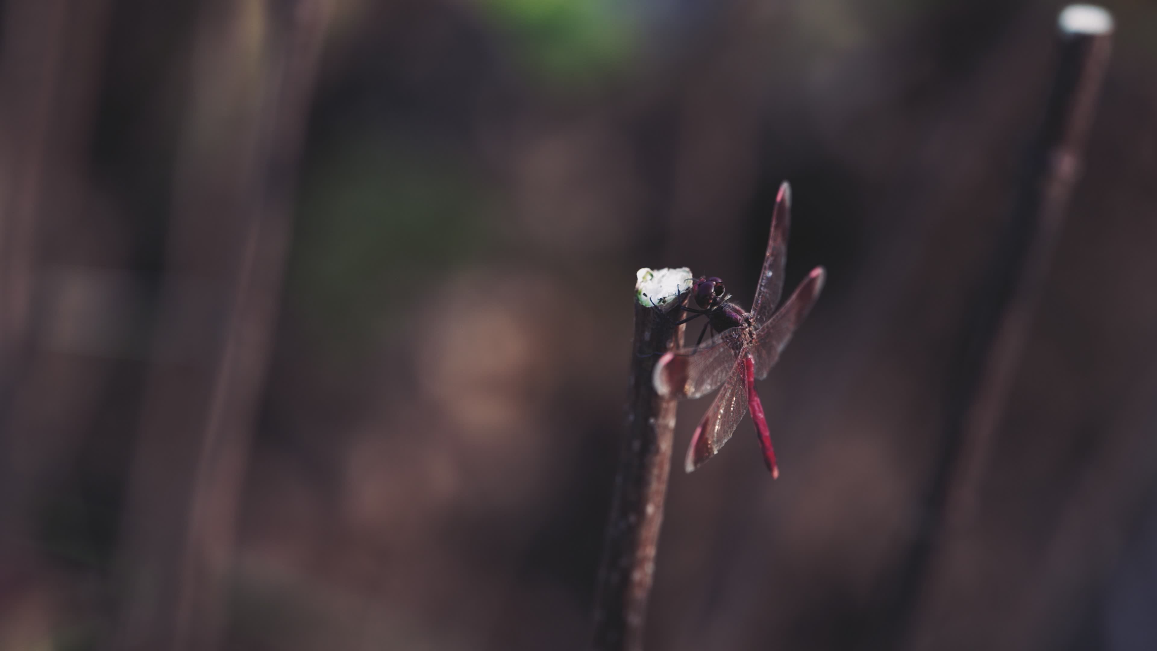 Close-Up of a Red Dragonfly on a Twig Free Stock Video Footage, Royalty ...