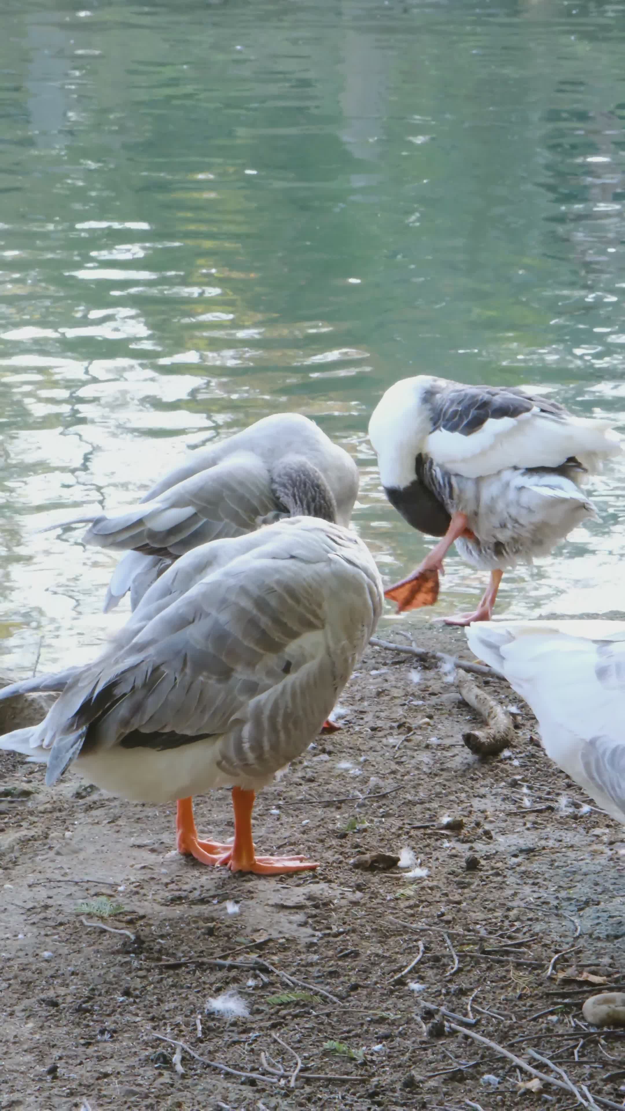 Ducks by the Serene Lakeside in Autumn Free Stock Video Footage ...