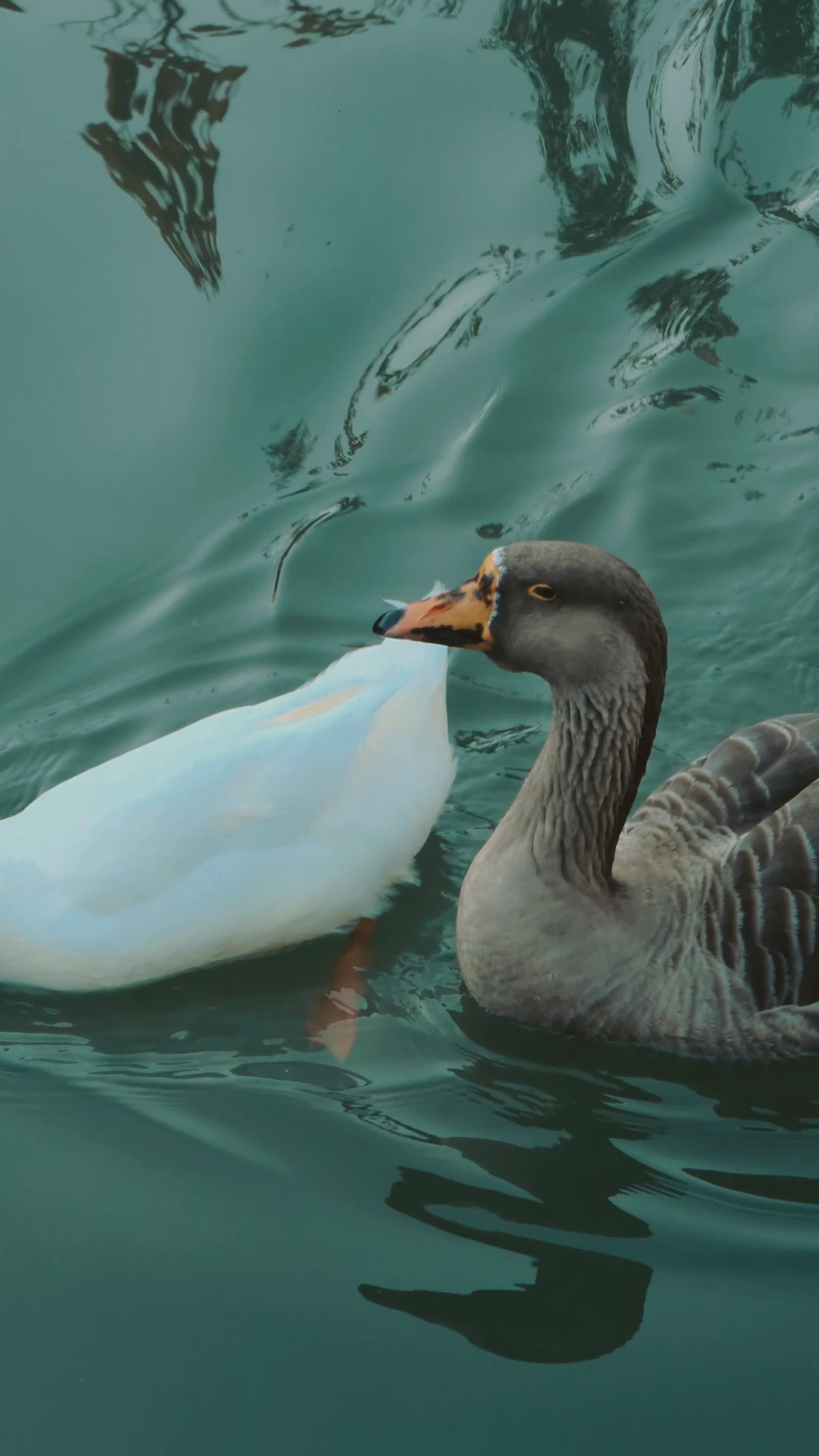 Serene Lake Scene with Ducks and Geese Free Stock Video Footage ...