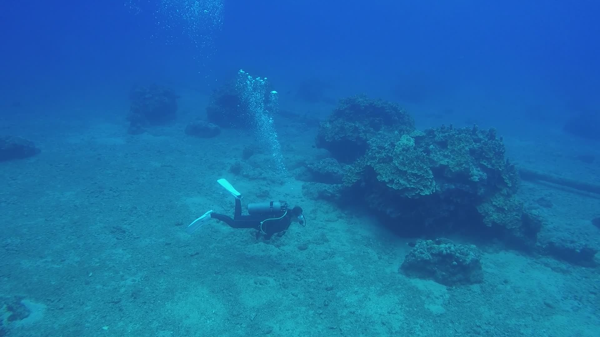 Scuba Diver Exploring Underwater Coral Free Stock Video Footage ...
