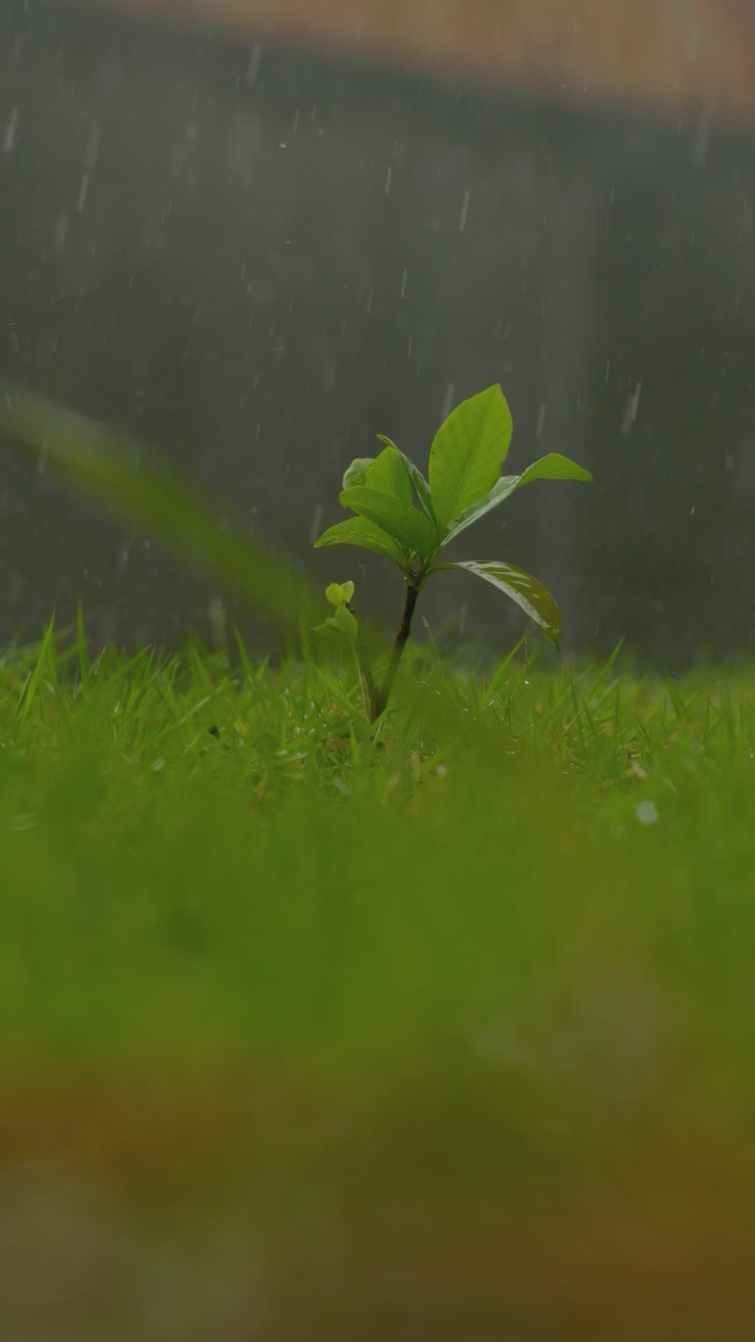 Fresh Green Sprout Growing in Rainfall Free Stock Video Footage ...