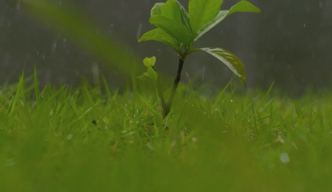 Sprouting Video Fresh Green Sprout Growing in Rainfall Free Stock Video Footage ...