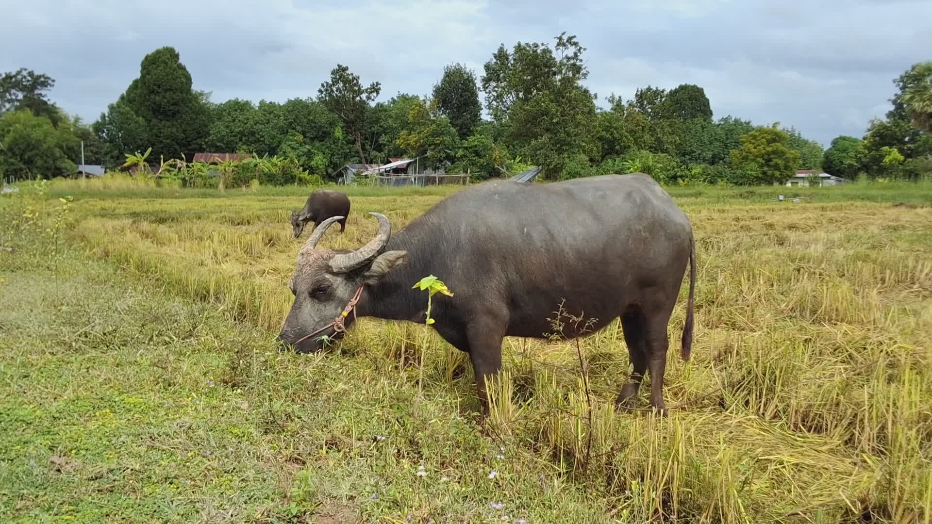 Grazing Water Buffalo in Lush Rice Field Free Stock Video Footage ...