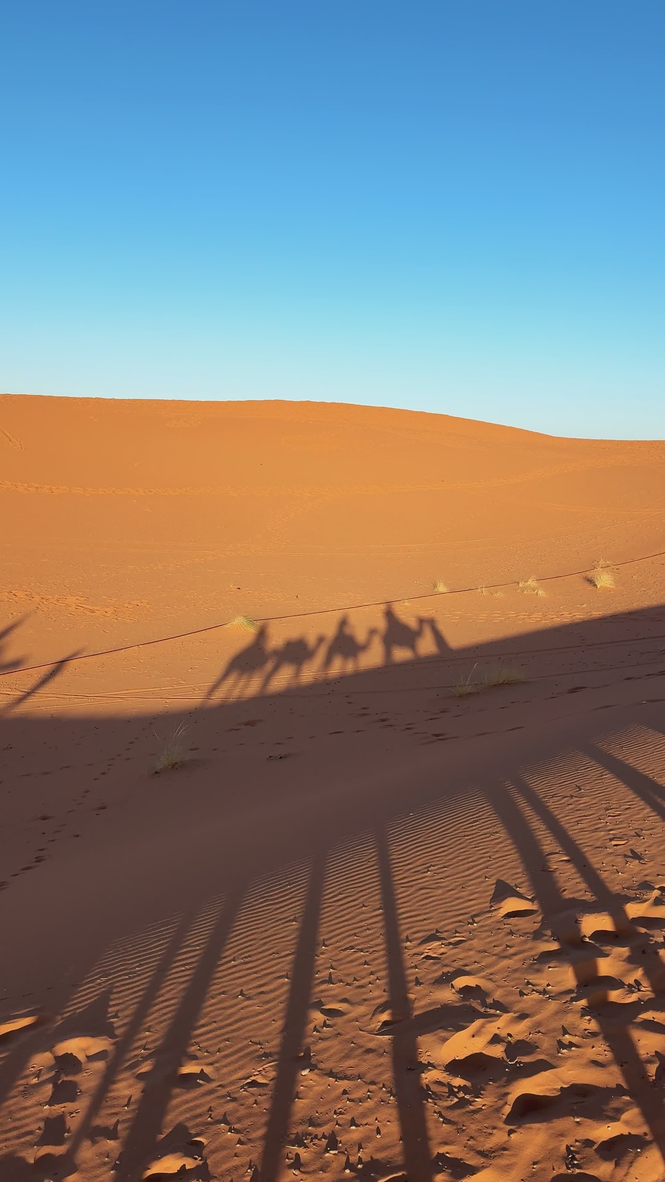 desert adventure camel shadows on sand dunes 34535421 — free pexels stock footage