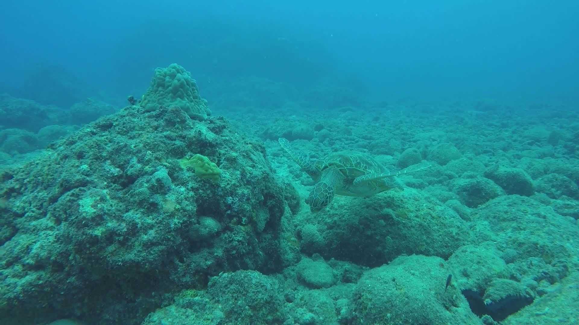 Dynamic Octopus in Vibrant Coral Reef Free Stock Video Footage, Royalty ...