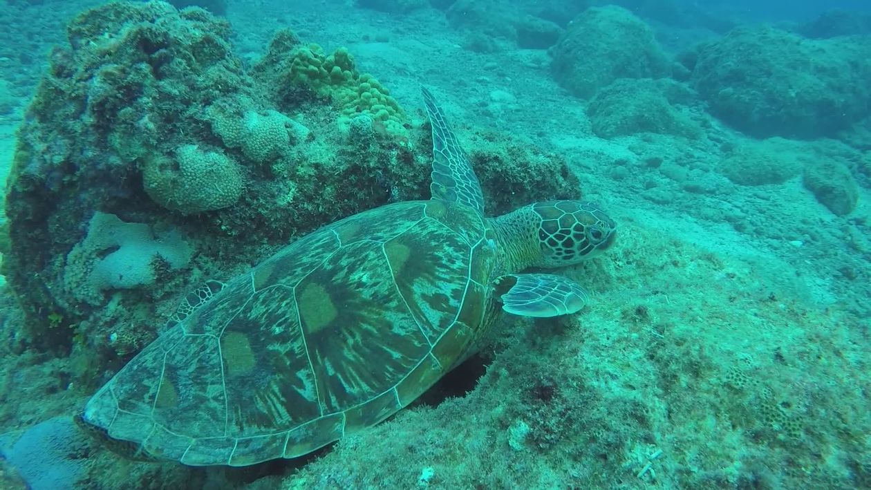Turtle Chilling Peaceful Sea Turtle Resting on Ocean Floor Free Stock Video Footage ...