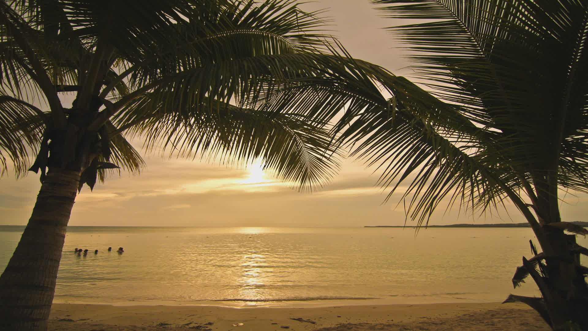 Serene Tropical Beach Sunset with Palm Trees Free Stock Video Footage ...