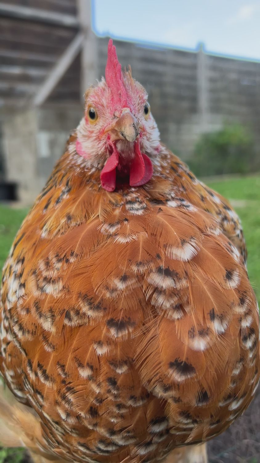 Peaceful Hen in Rural Landscape Free Stock Video Footage, Royalty-Free ...