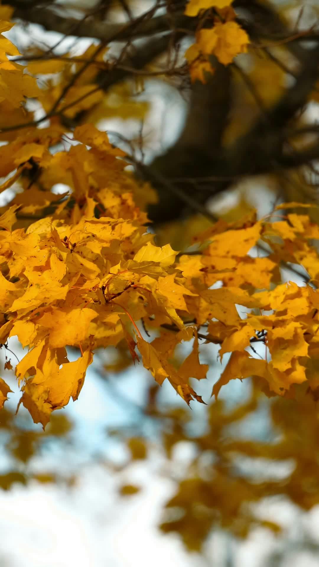 Video by Efrem  Efre