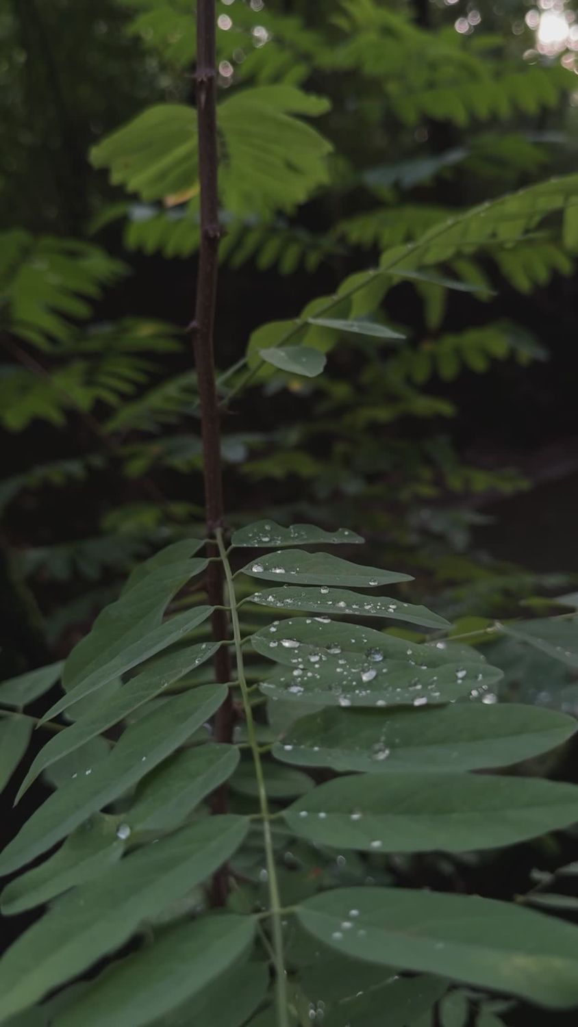 Nature Background Rafting Raindrops on lush green tropical leaves Free Stock Video Footage ...