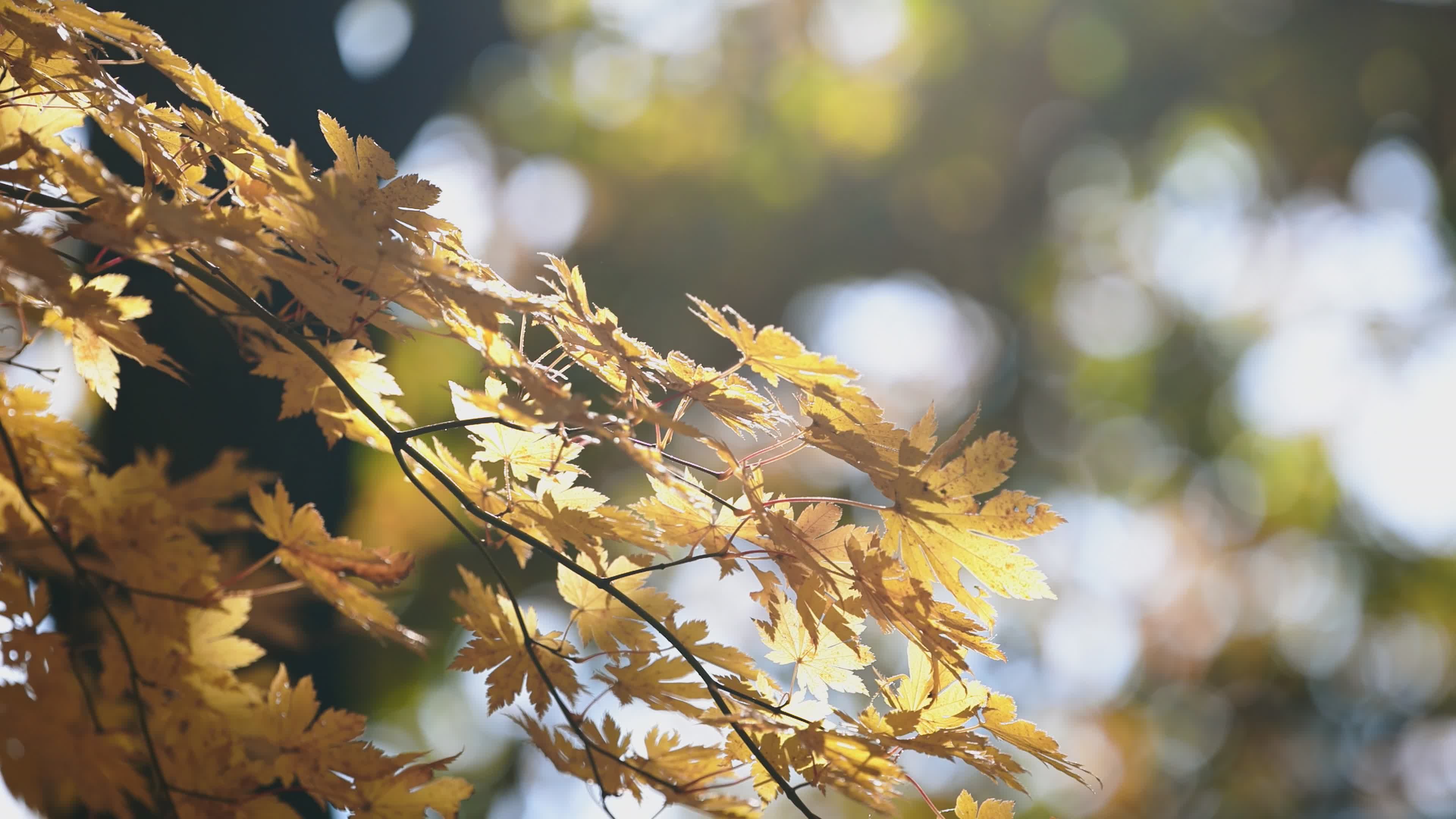 Golden Autumn Leaves Rustling in Sunlight Free Stock Video Footage ...