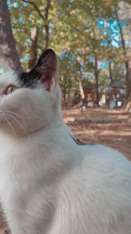 Playful Cat Exploring in Forest Setting Free Stock Video Footage ...