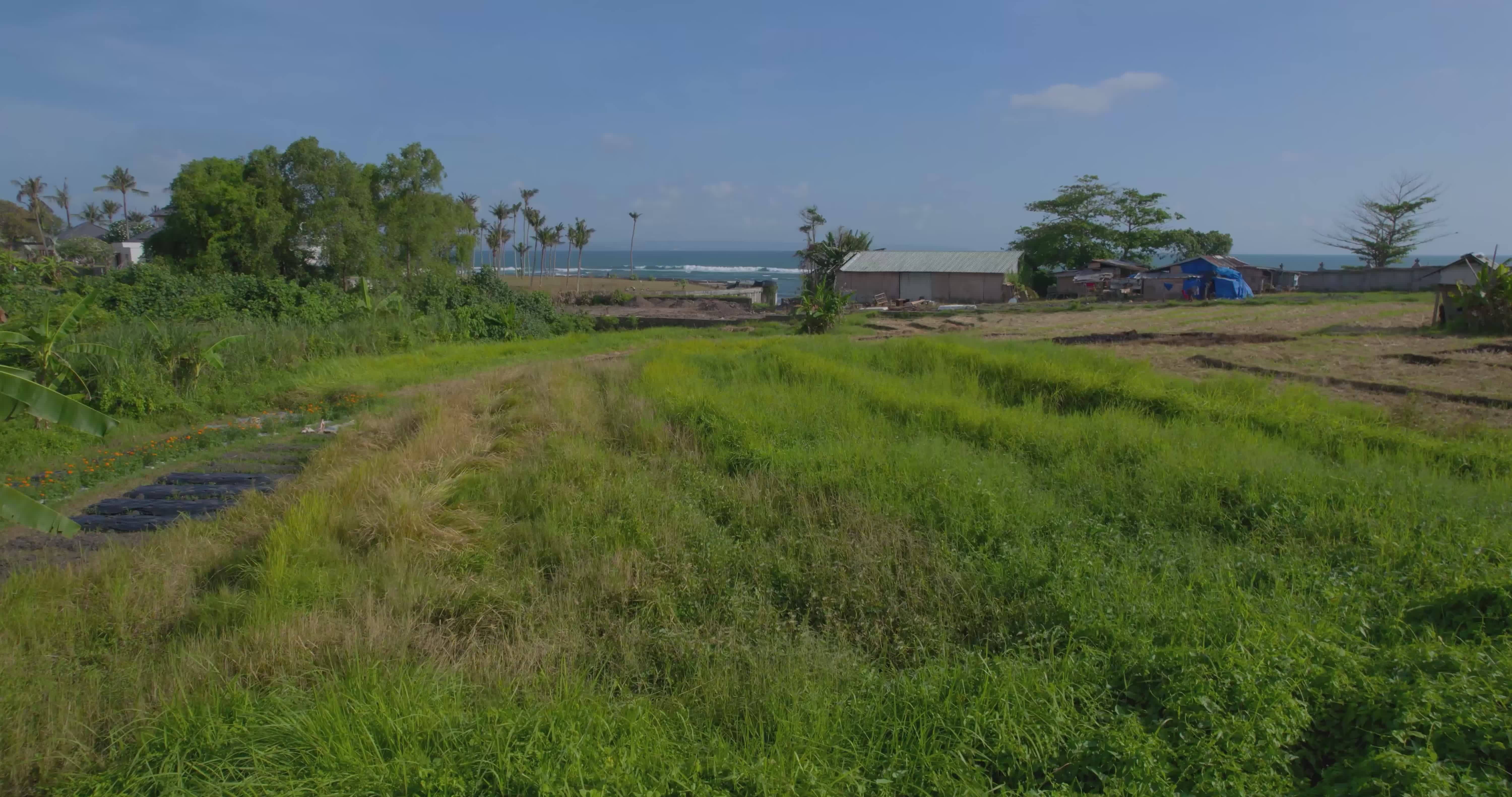 Serene Coastal Rice Field Landscape Free Stock Video Footage, Royalty ...