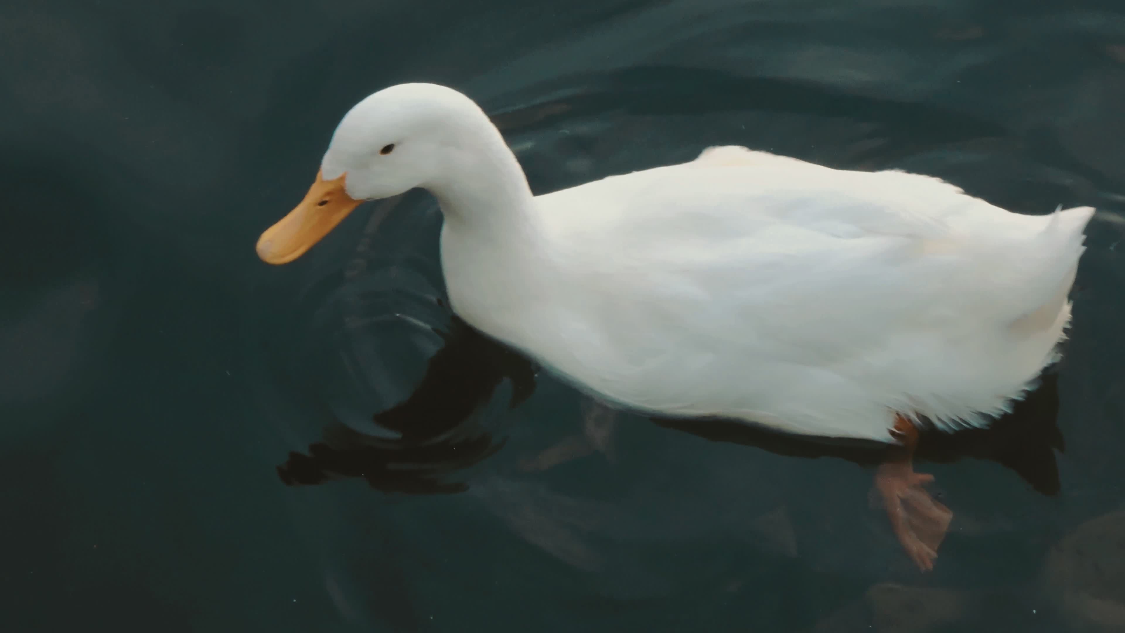 Un Pato Blanco Y Pacífico Se Desliza Sobre Las Tranquilas Aguas Del ...