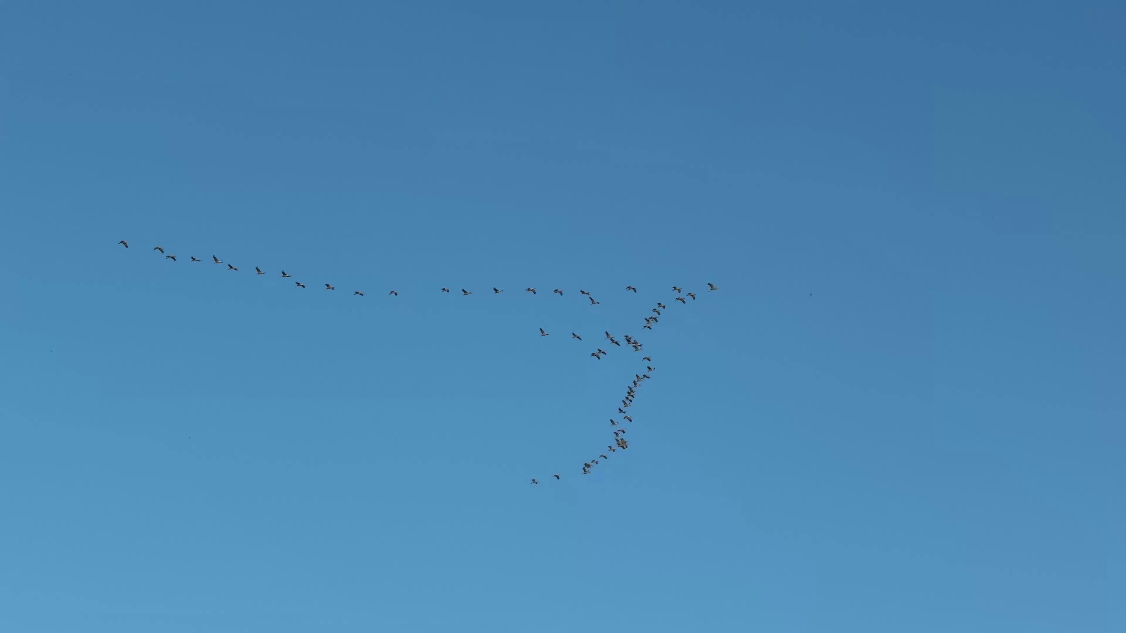 Migrating Birds Forming V Shape Against Blue Sky Free Stock Video ...