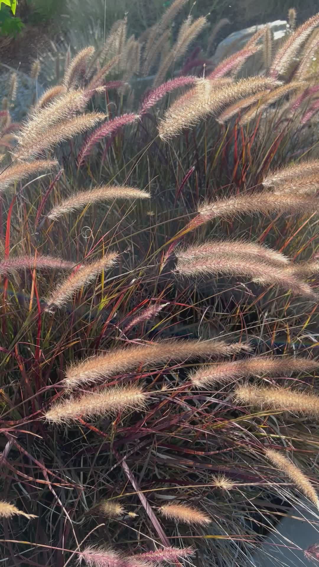 有关a l'aire lliure, amant de la natura, amant de les plantes, bellesa ...