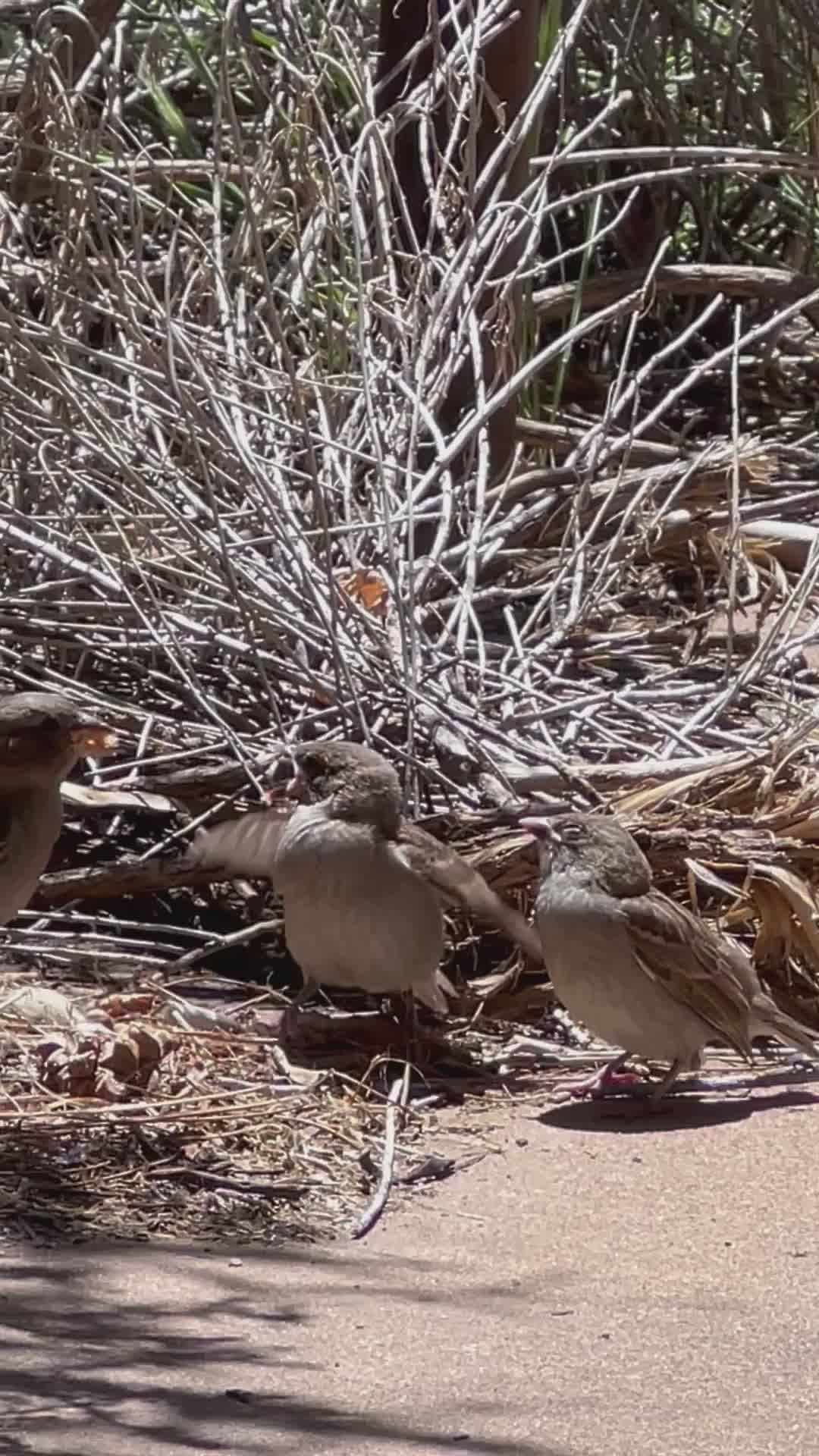 Group of Quails in Natural Habitat Outdoors Free Stock Video Footage ...
