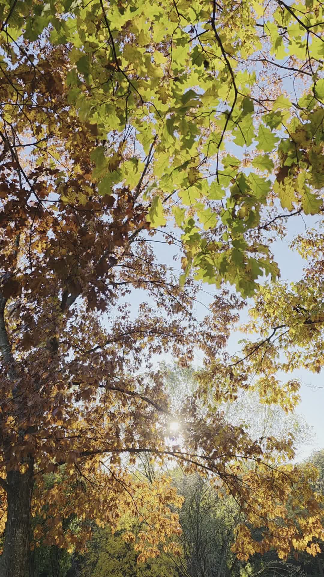 breathe this in
🎥 C1 Superstar · Pexels
#nature #naturelovers #earth #relax #scenery
