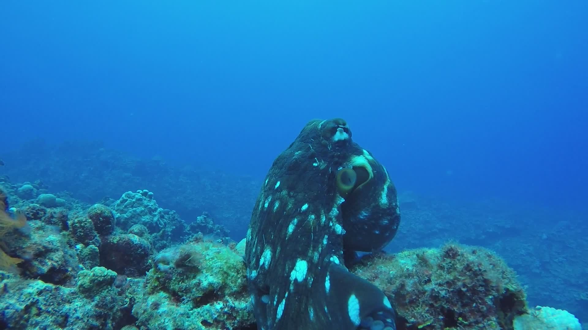 Mesmerizing Octopus in Vibrant Coral Reef Free Stock Video Footage ...