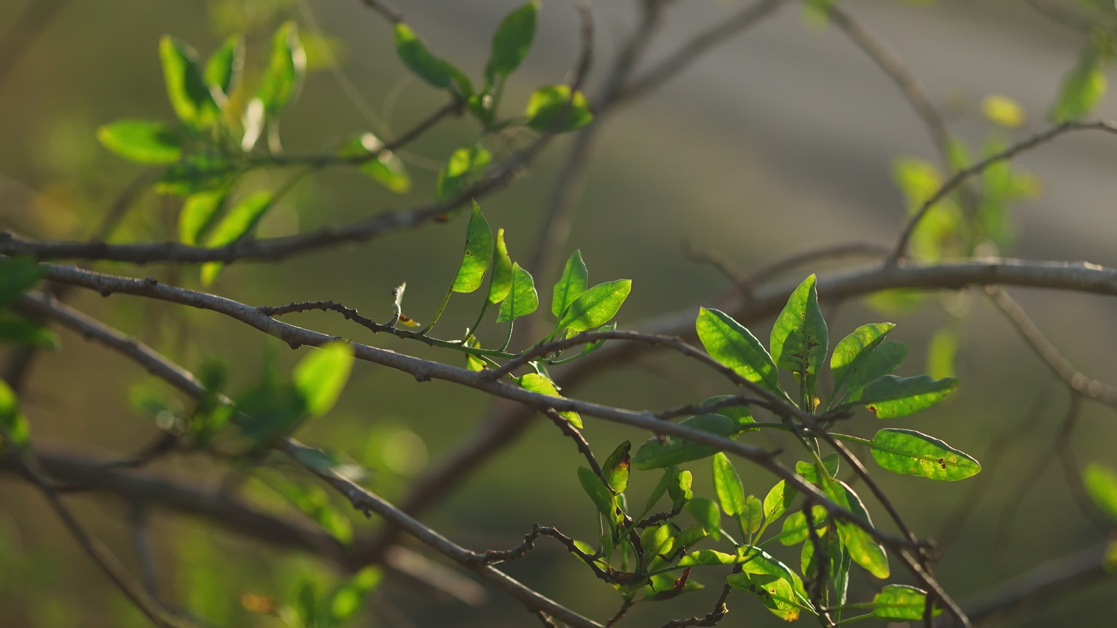 Video by Salim Da