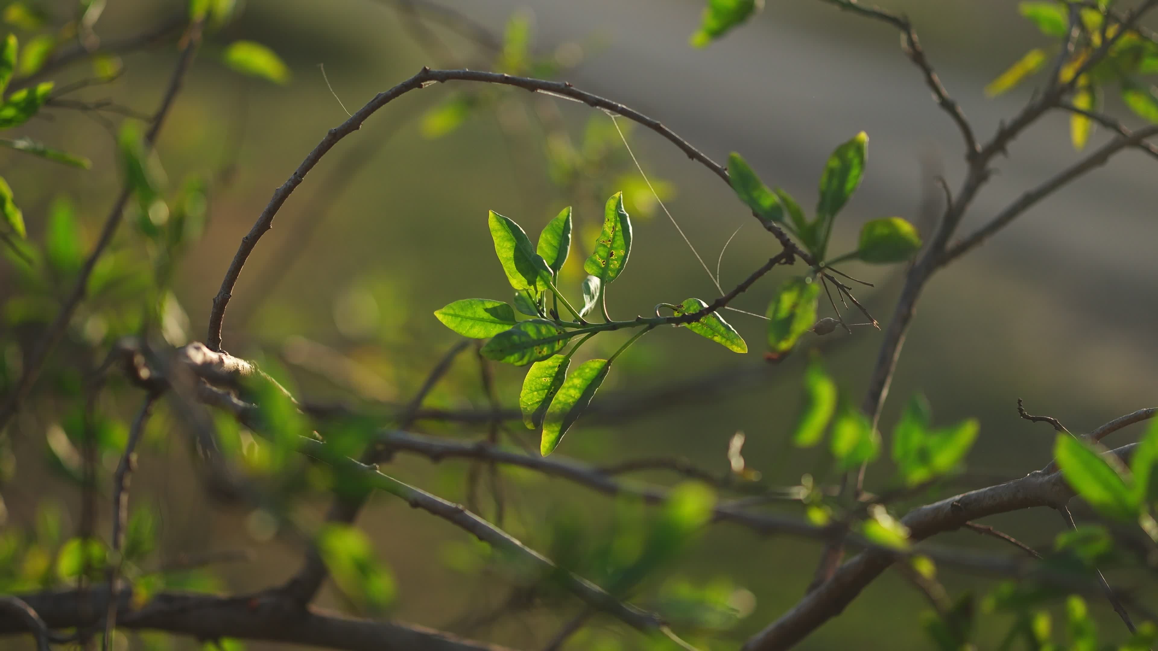 Video by Salim Da