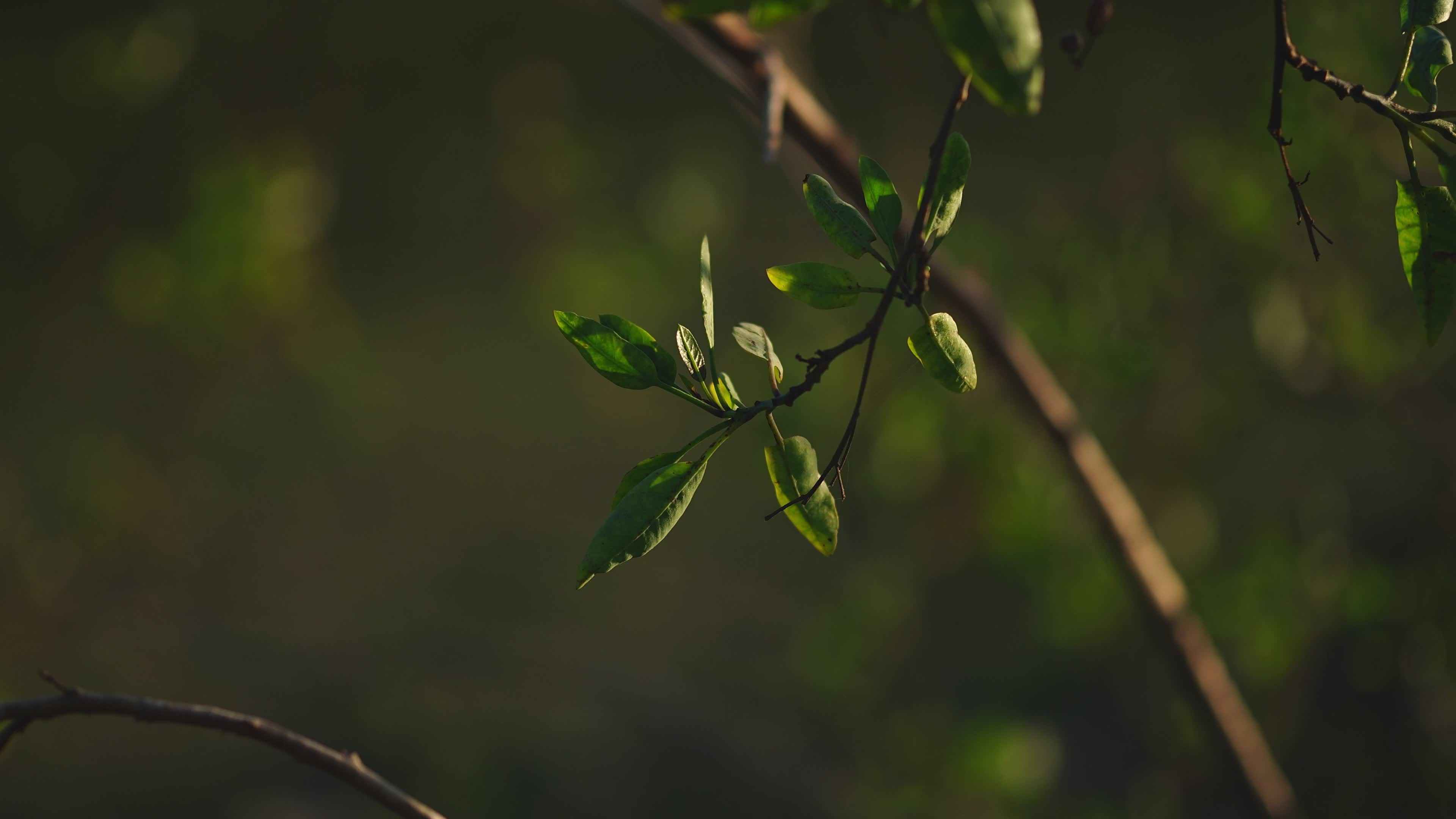 Video by Salim Da