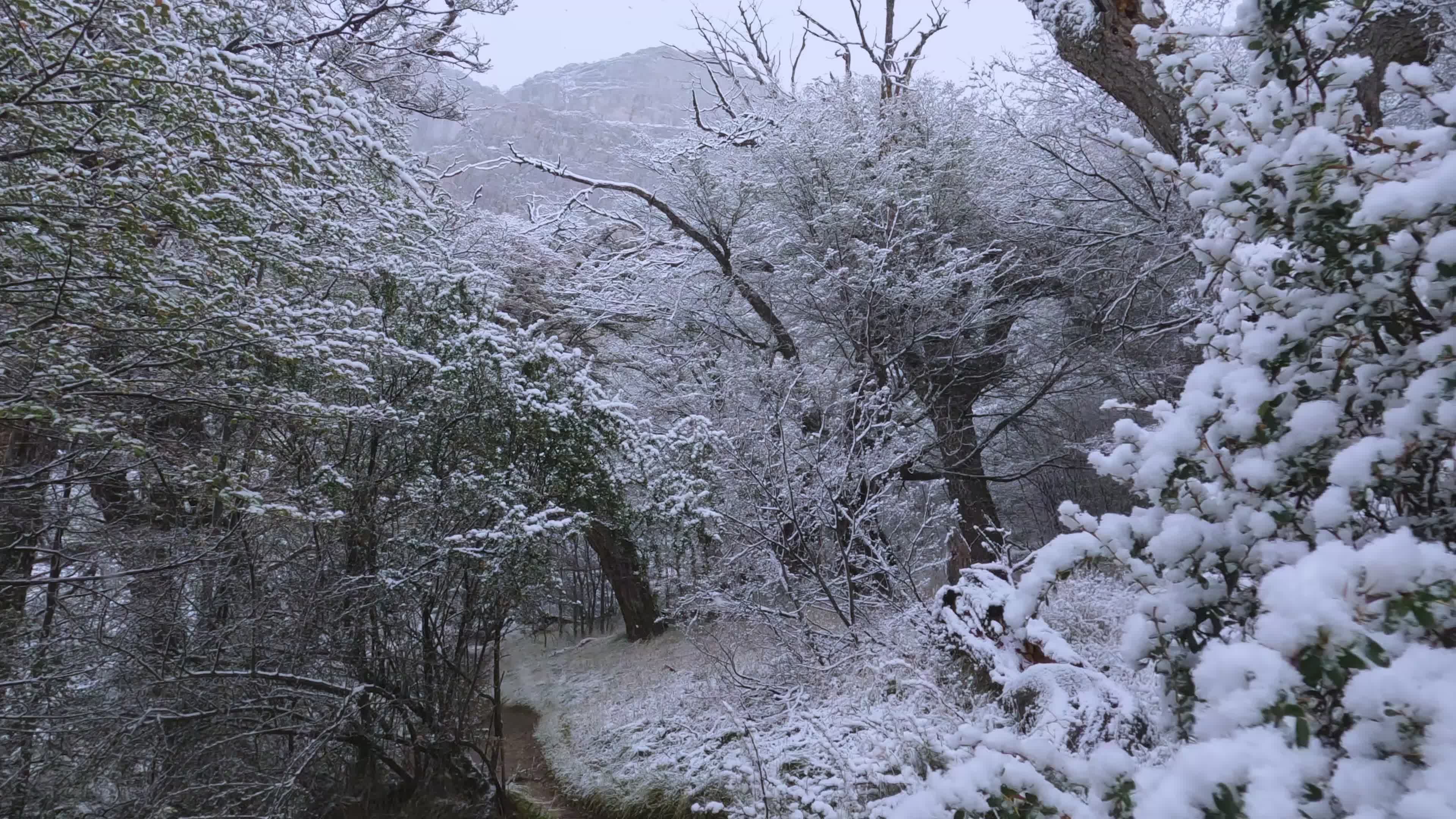 Scenic Snowy Winter Forest Pathway Free Stock Video Footage, Royalty ...