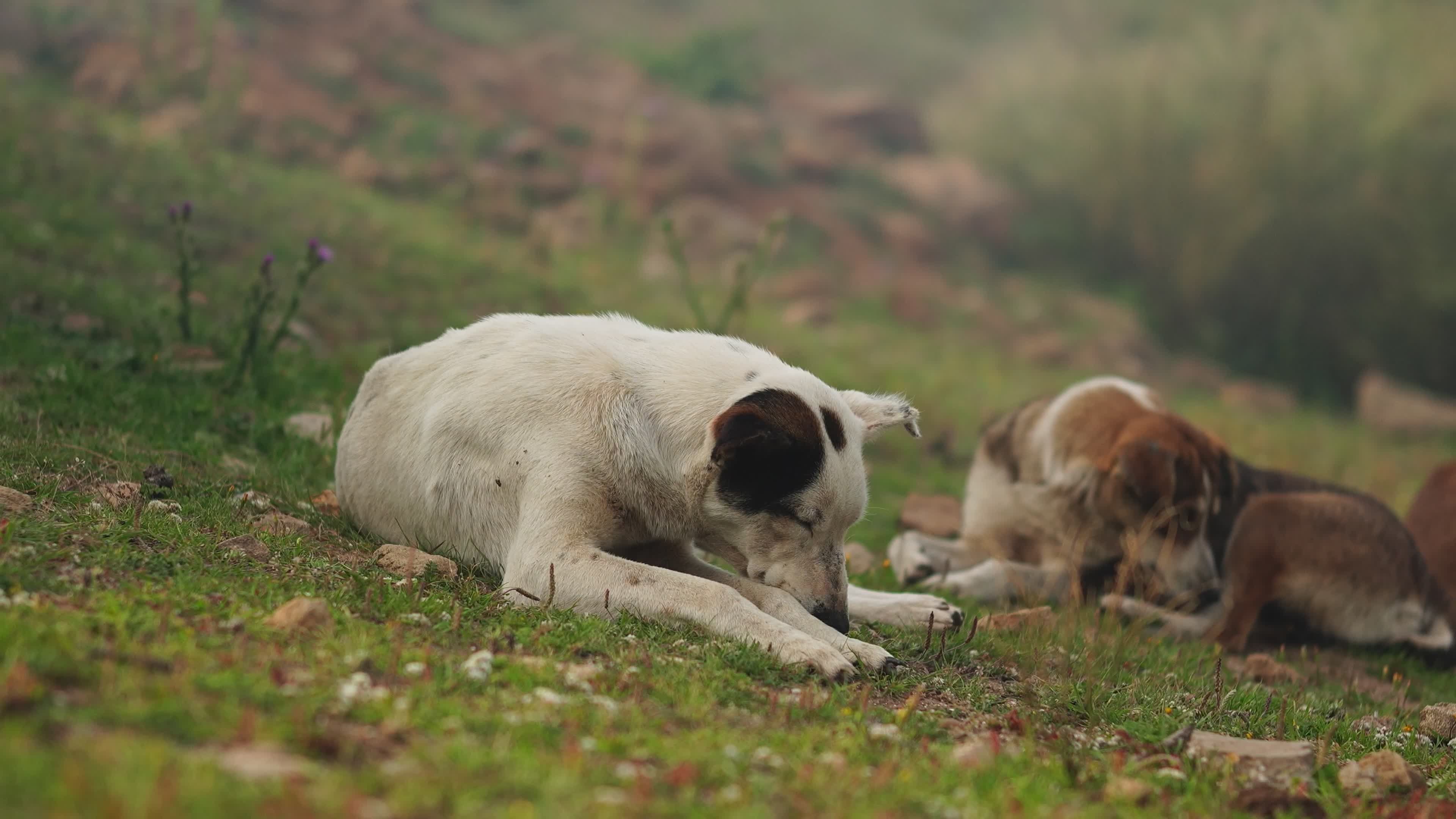 Perros Descansando Tranquilamente En Un Entorno Natural · Vídeo de ...