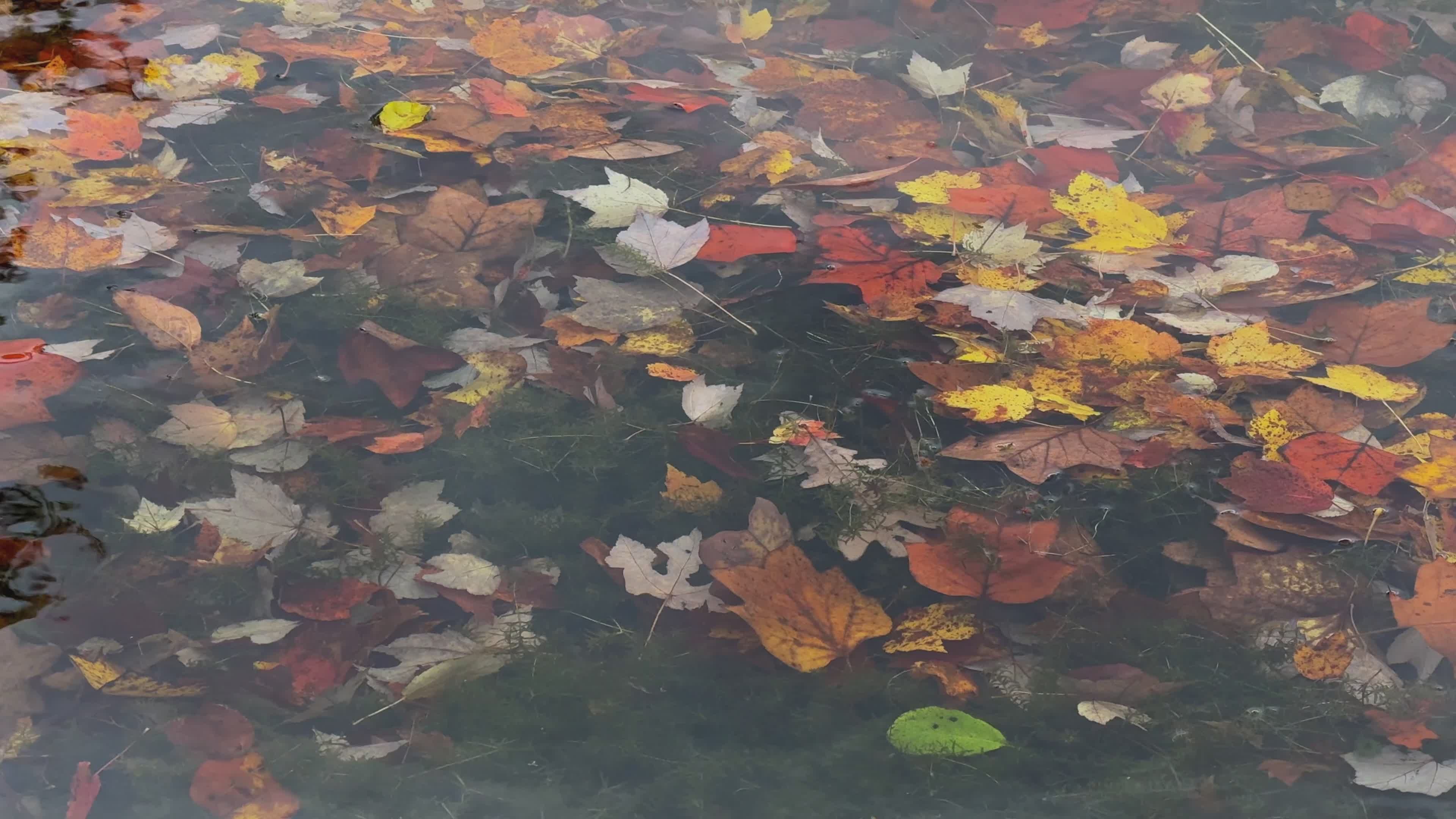 colorful autumn leaves floating on lake water 34580815 — free pexels stock footage