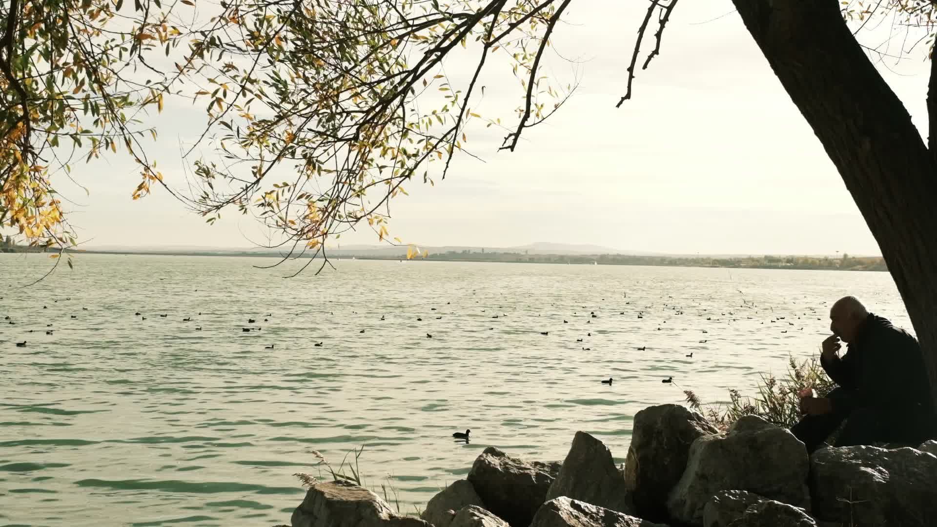 Contemplative Man by a Serene Lakeside Free Stock Video Footage ...