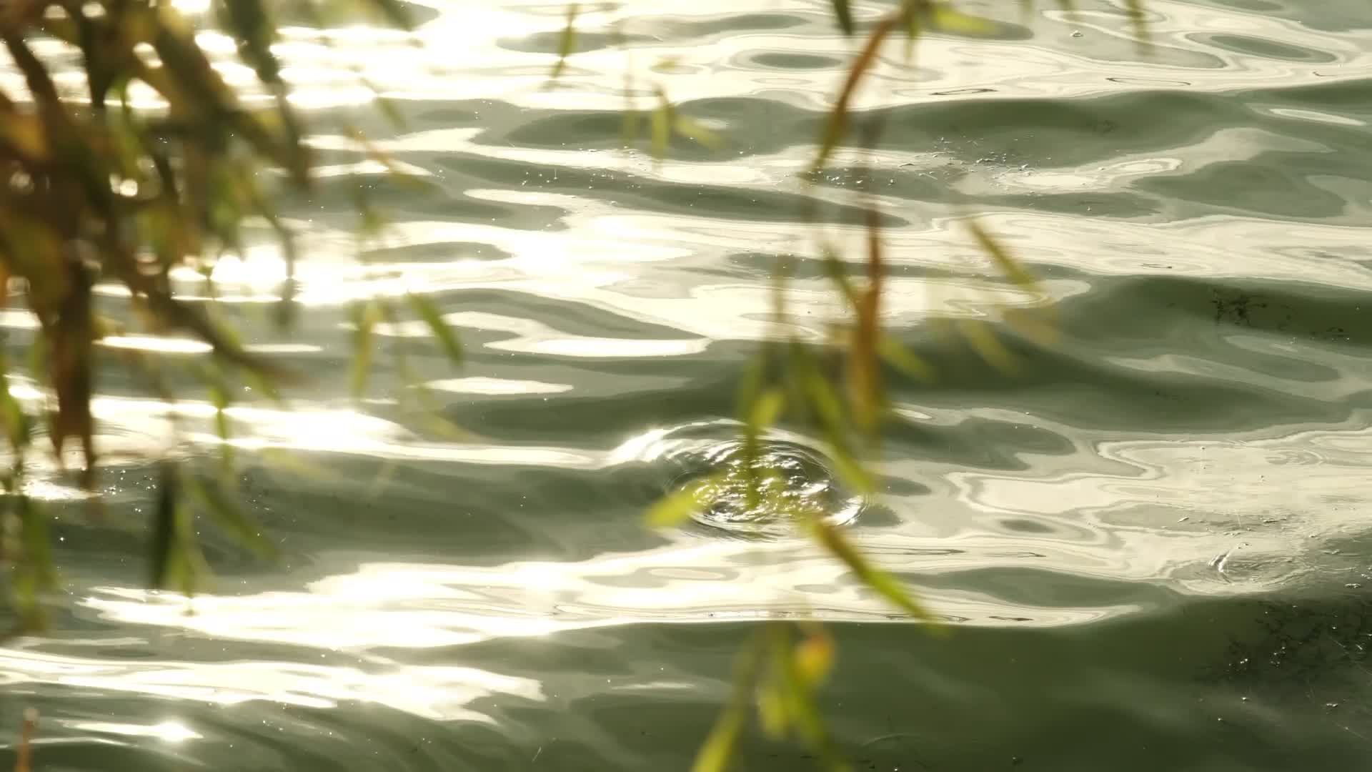Golden Sunlight on Rippling Water Surface Free Stock Video Footage ...