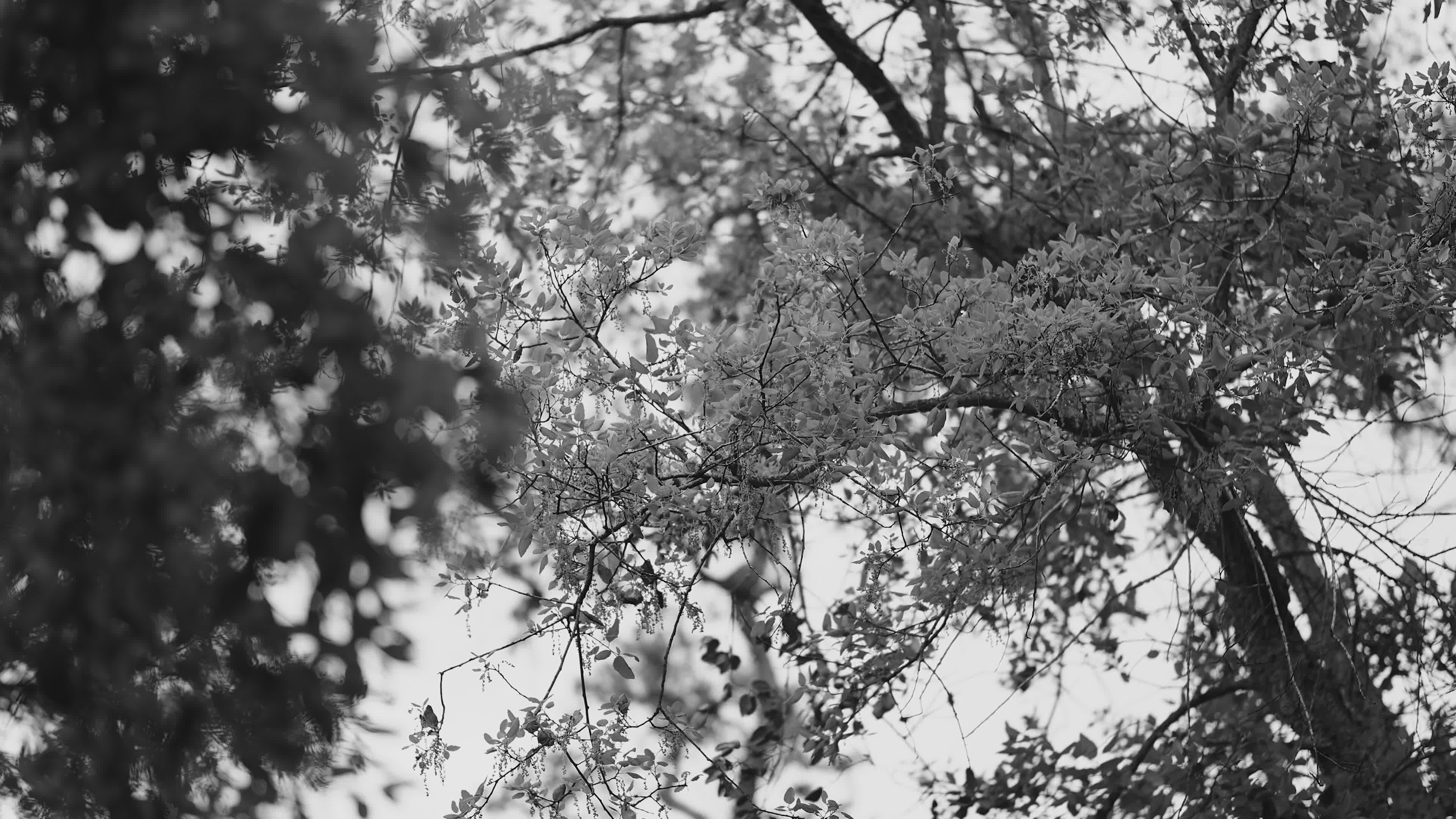 black and white tree canopy in gentle breeze 34584105