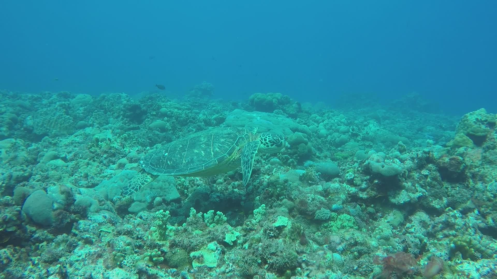 Sea Turtle Gliding Over Vibrant Coral Reef Free Stock Video Footage ...