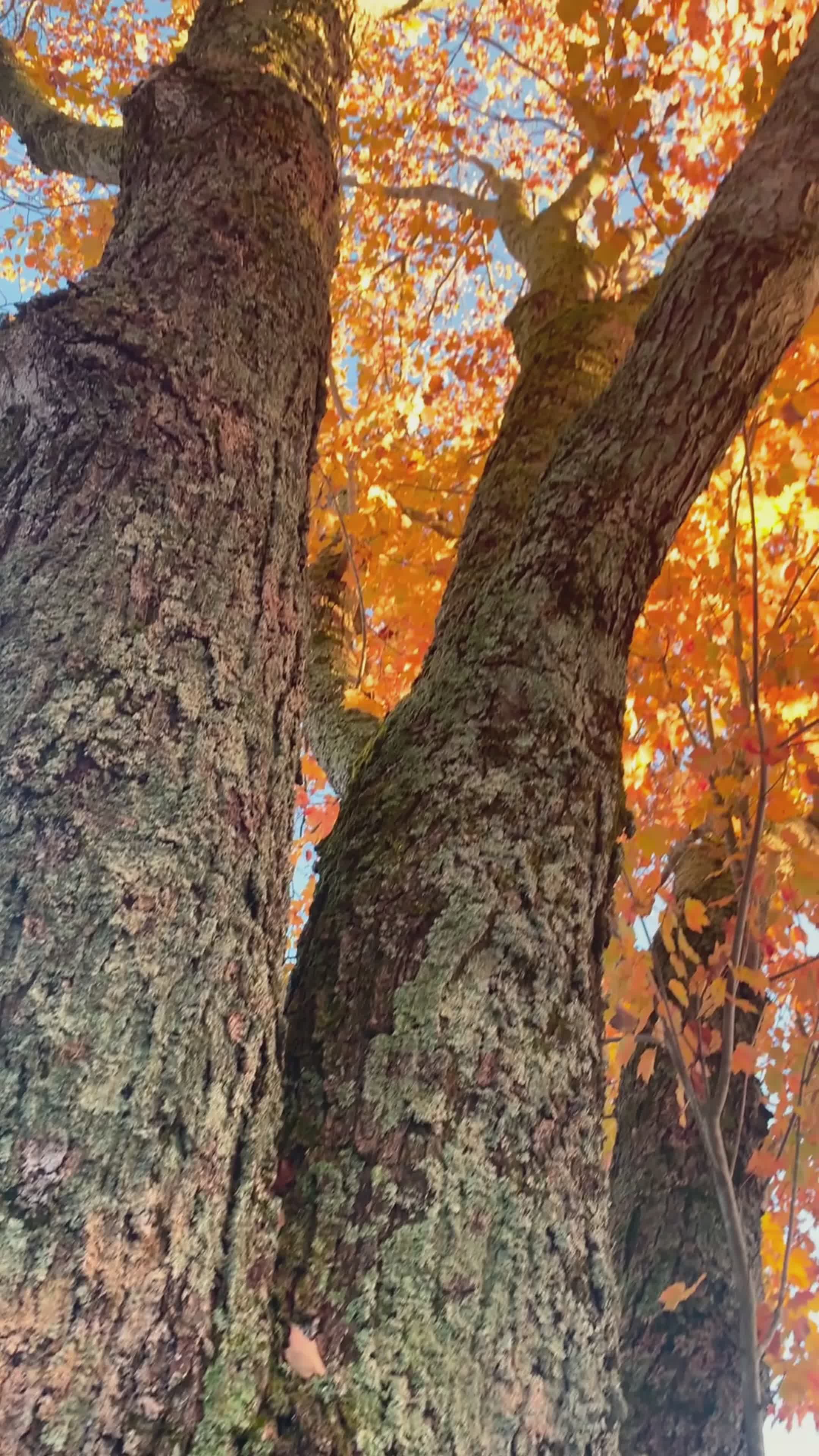 vibrant autumn leaves on majestic trees 34588136 — free pexels stock footage