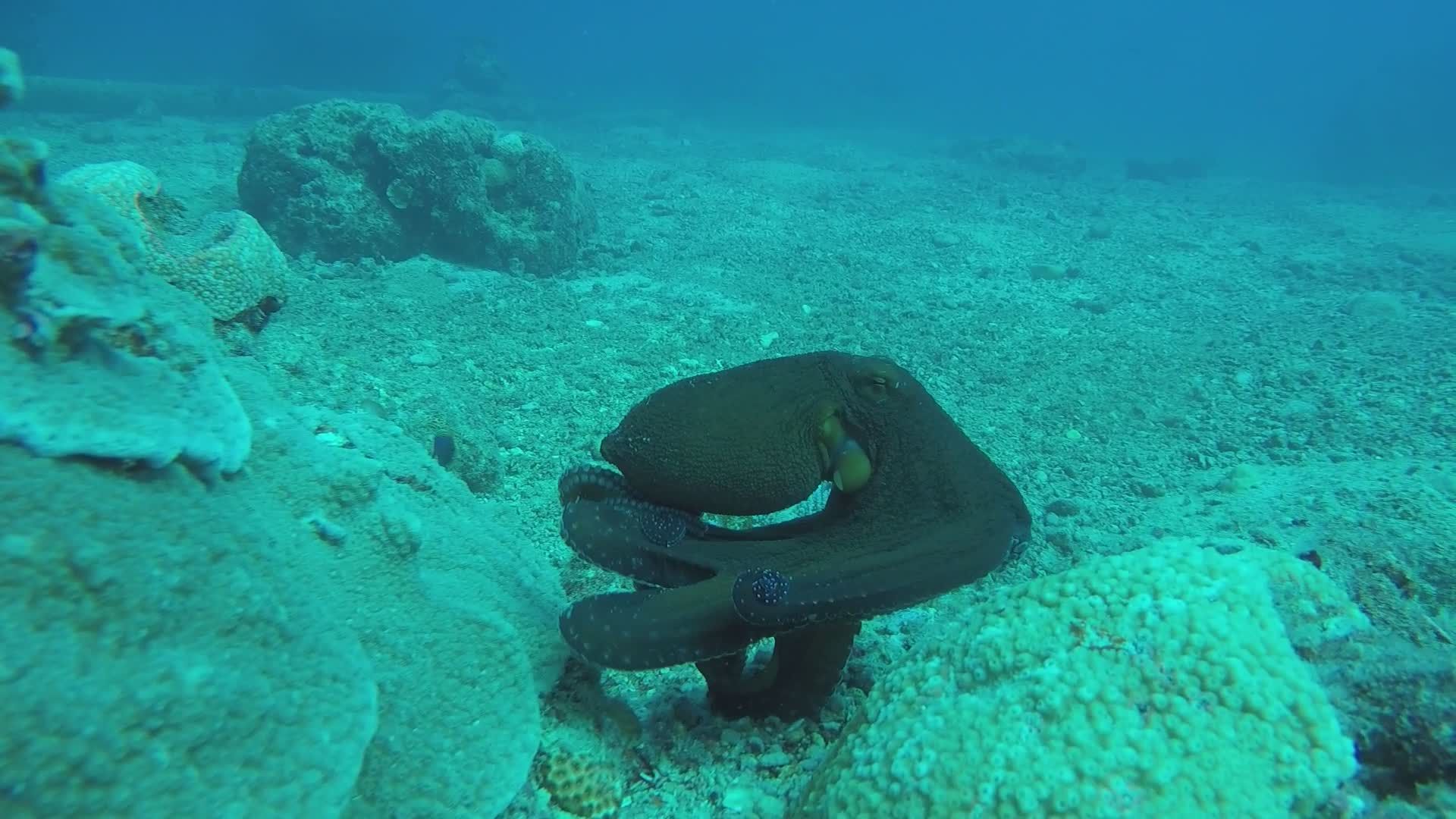 Octopus Camouflaging on Ocean Floor in HD Free Stock Video Footage ...