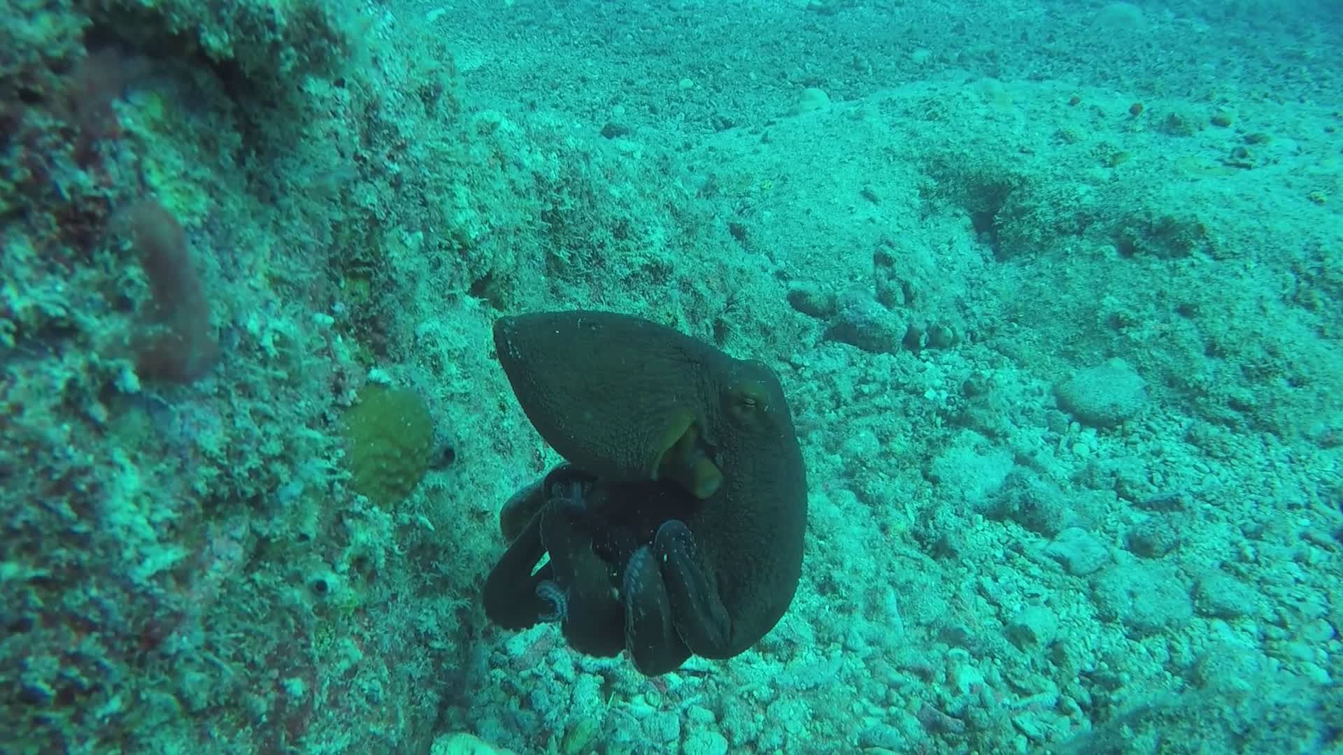 Underwater Exploration: Octopus in Marine Habitat Free Stock Video ...