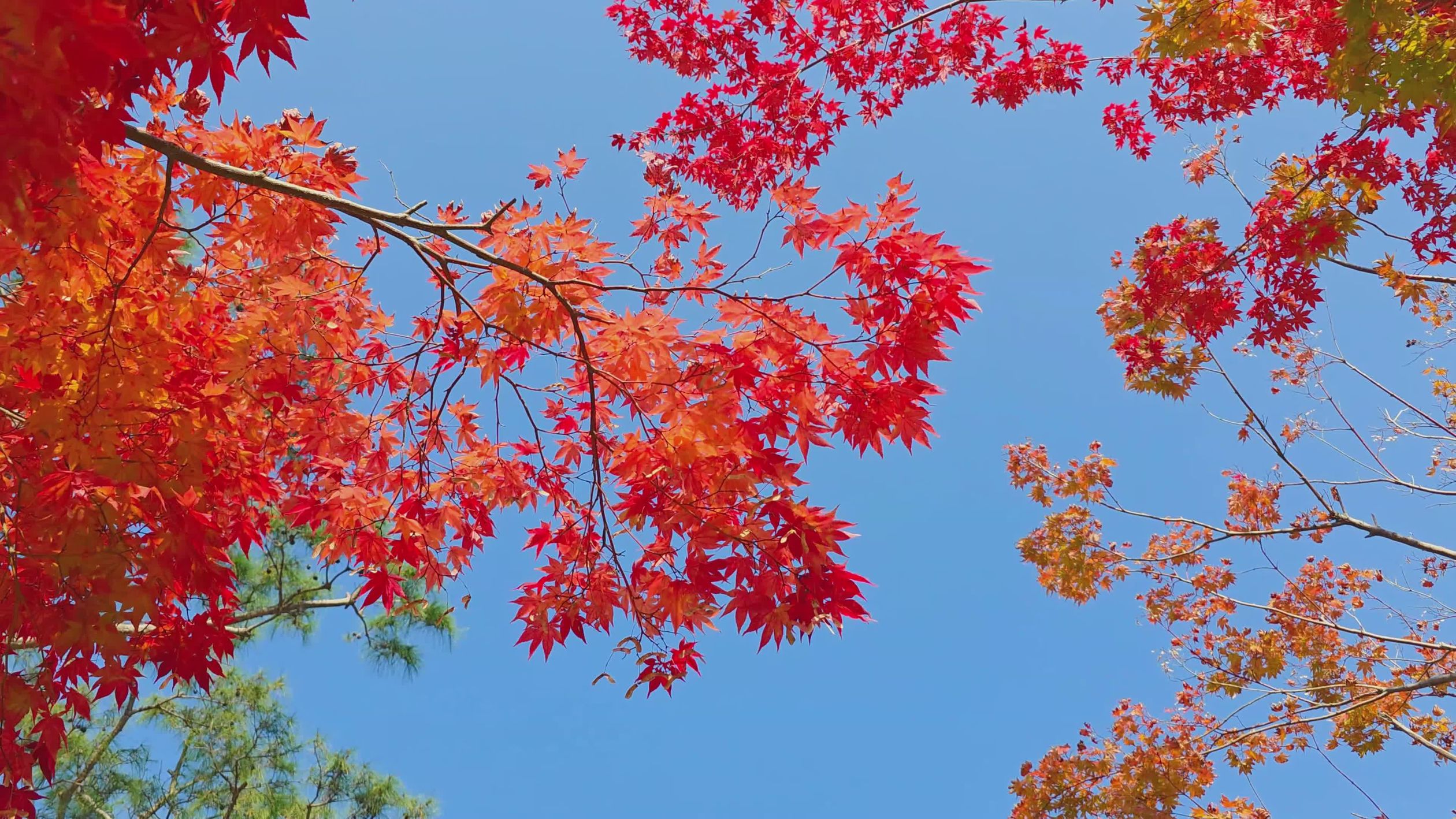 Vibrant Autumn Leaves Against Blue Sky Free Stock Video Footage ...