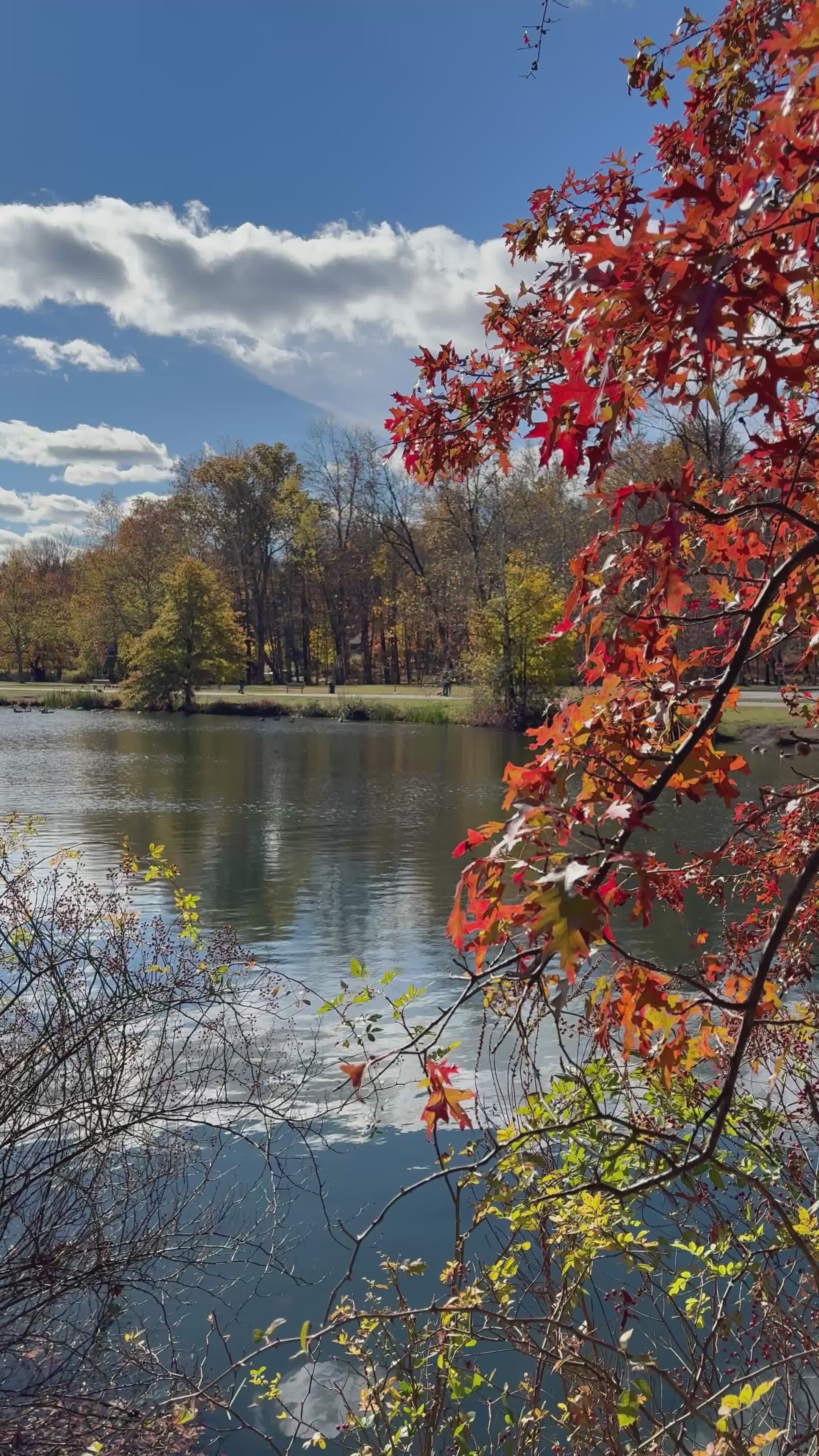 Scenic Autumn Lake with Vibrant Foliage Free Stock Video Footage ...