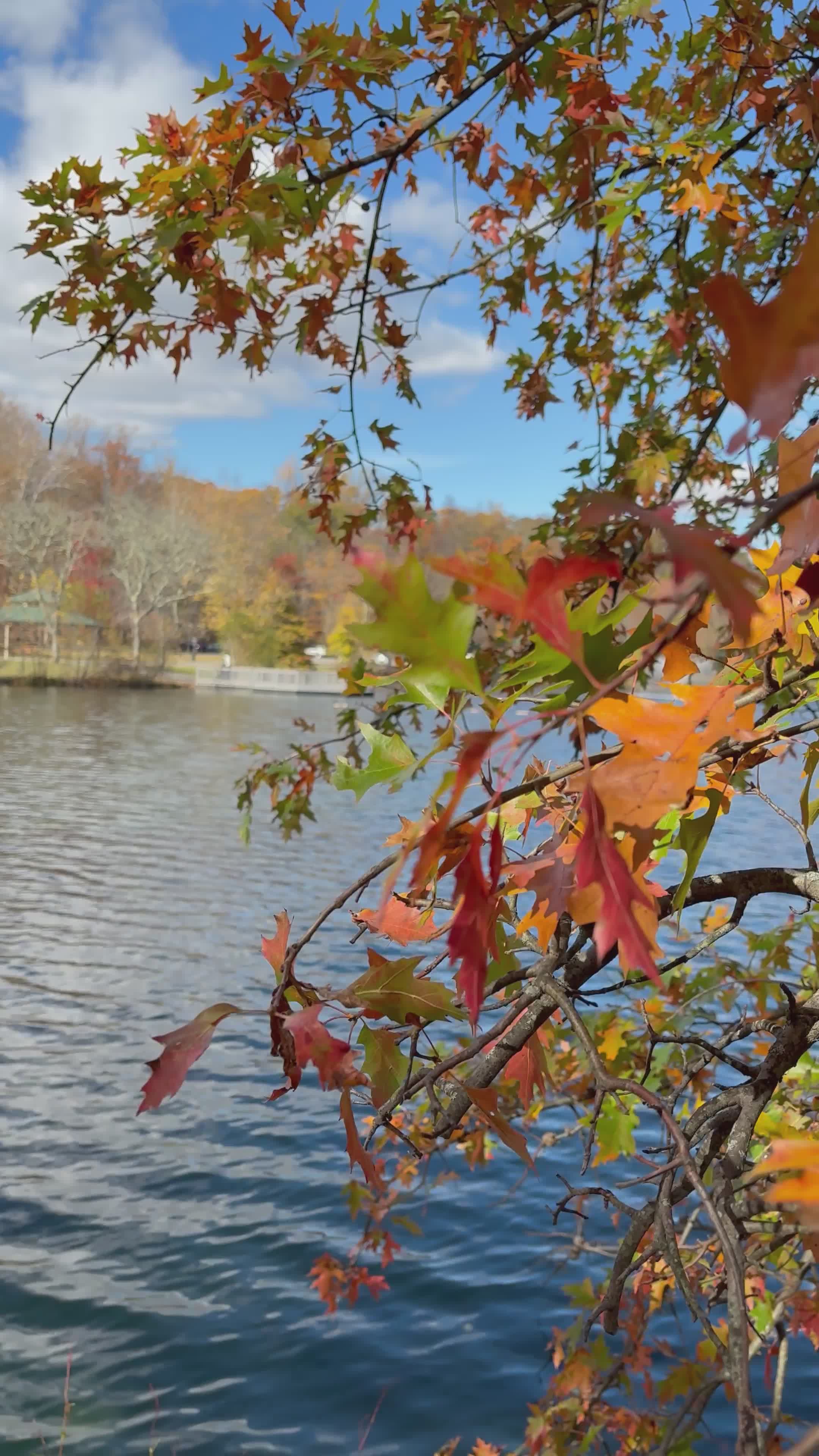 Scenic Autumn Lake View with Colorful Leaves Free Stock Video Footage ...