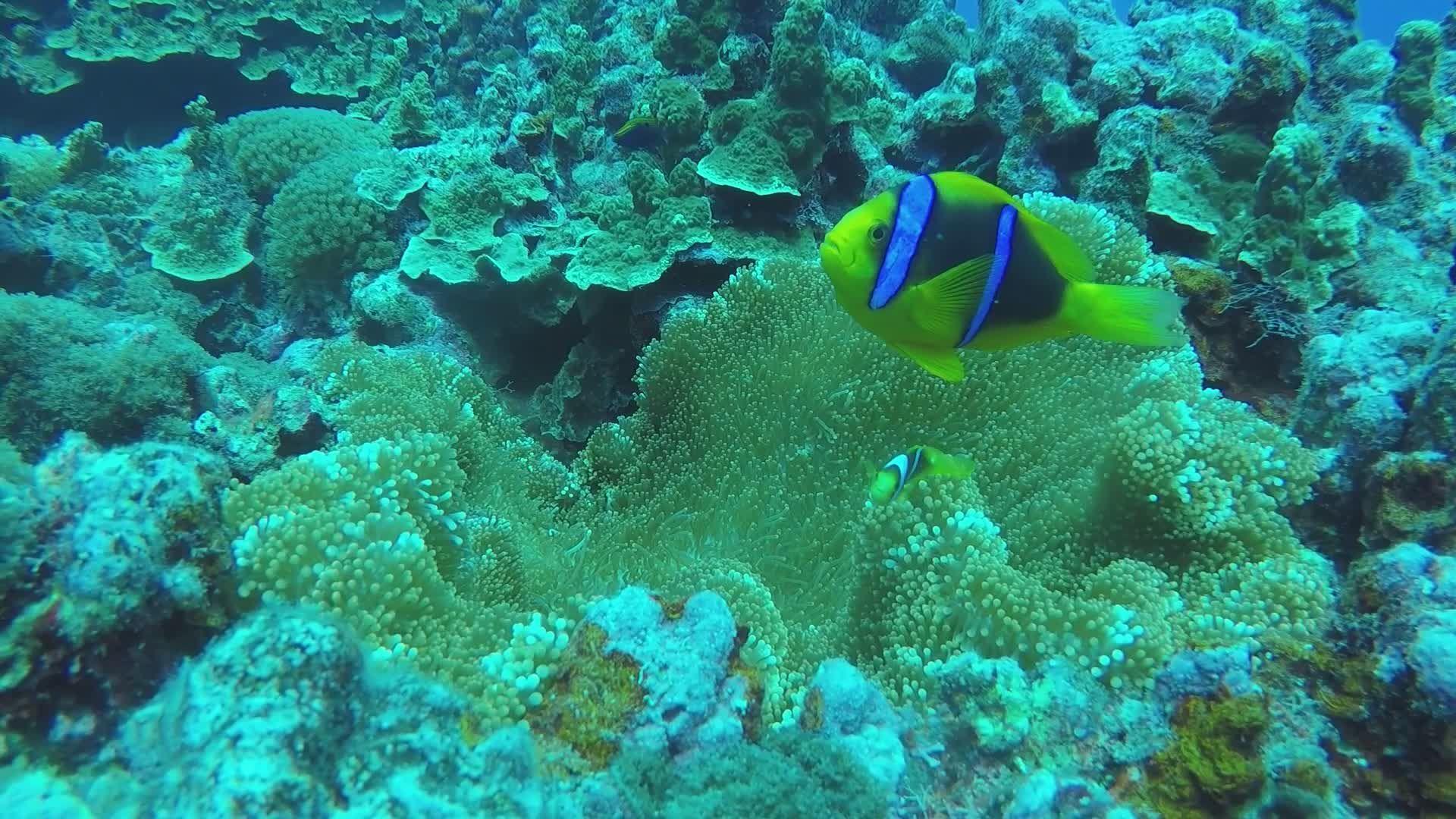 Vibrant Underwater Footage of Clownfish and Coral Free Stock Video ...