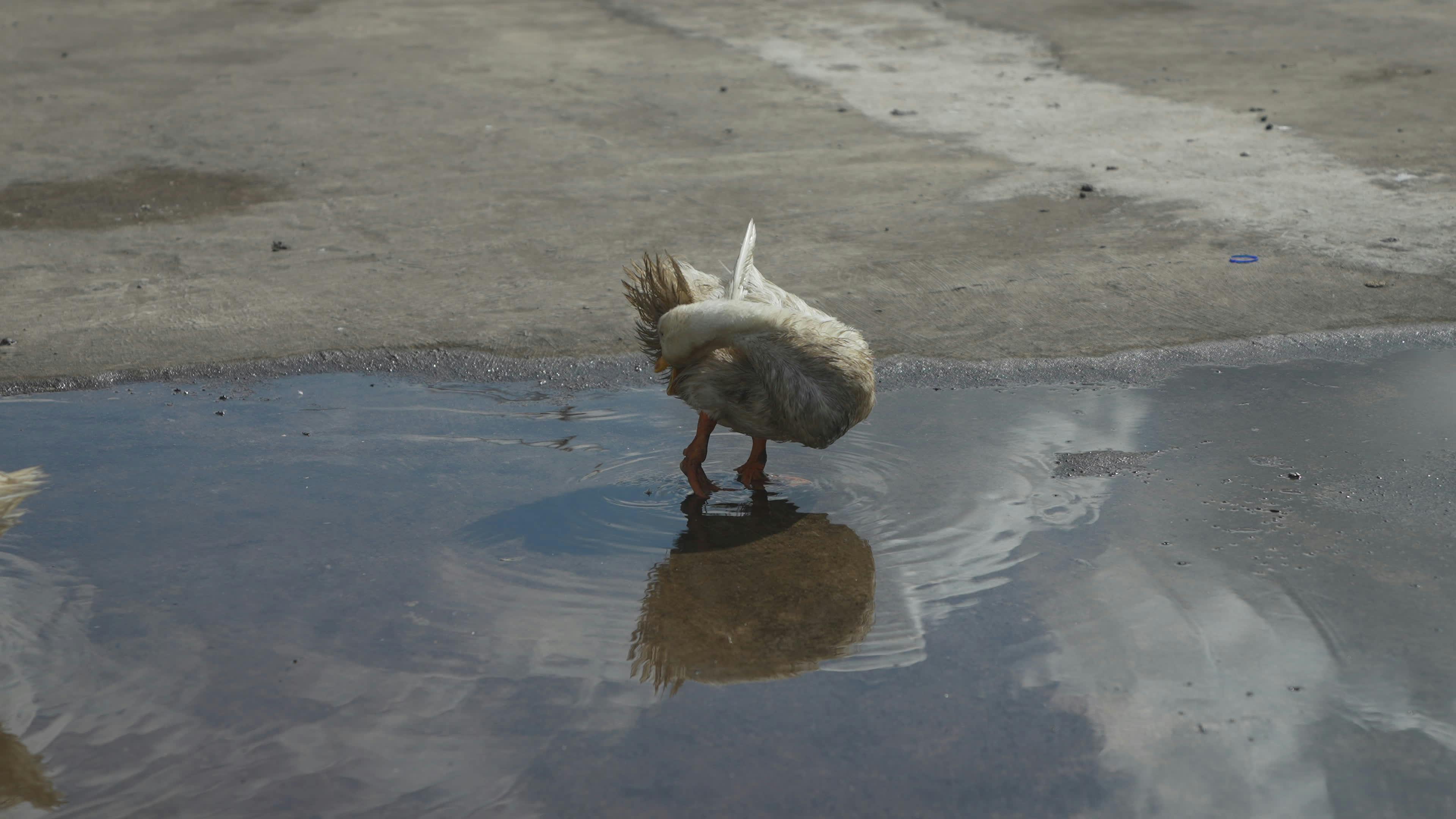Video by Özgür Sürmeli