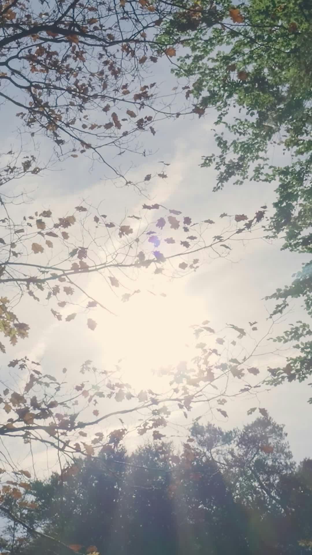 sunlight filtering through autumn leaves 34611154