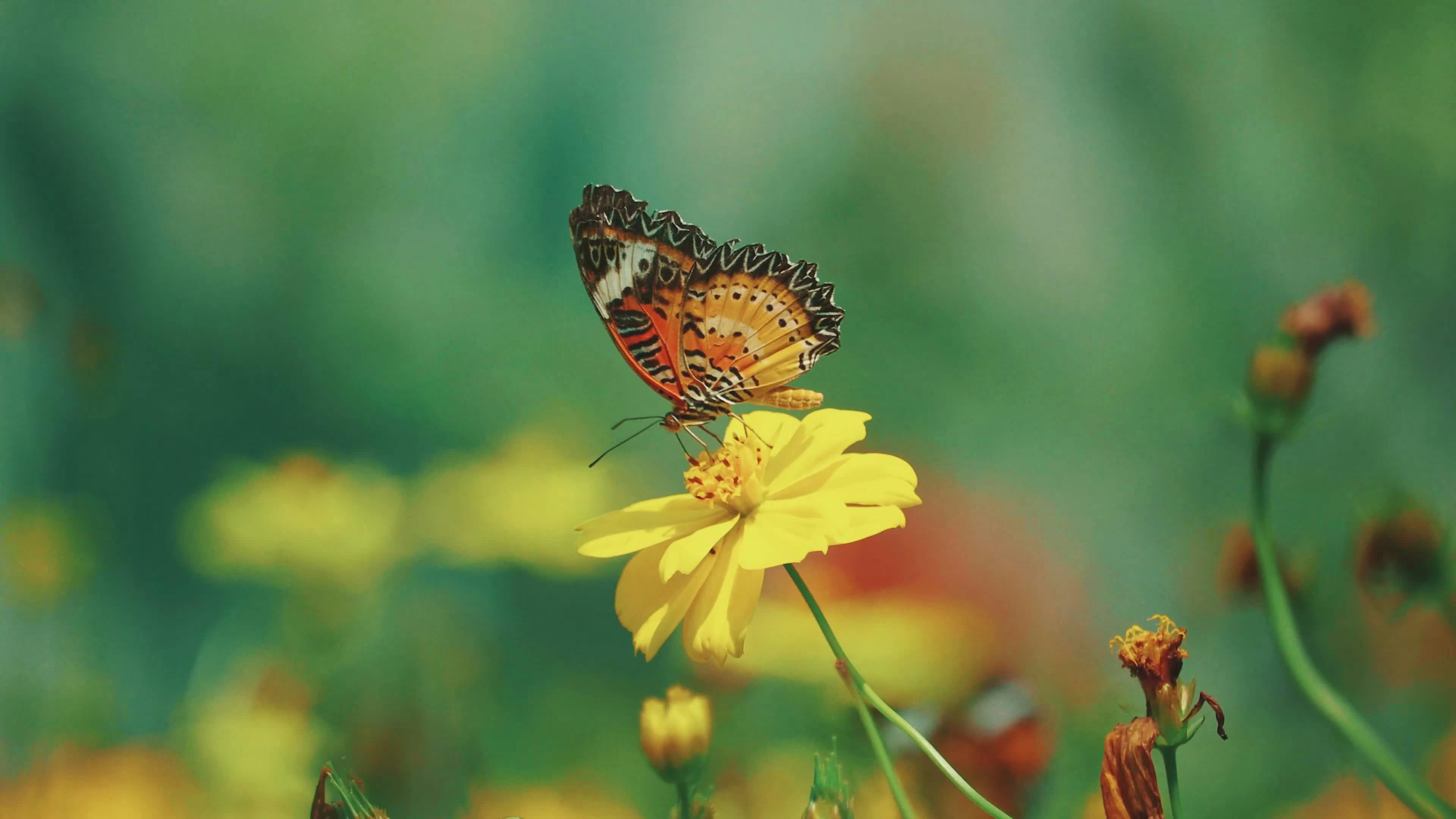 beautiful butterfly on vibrant yellow flower 34616980
